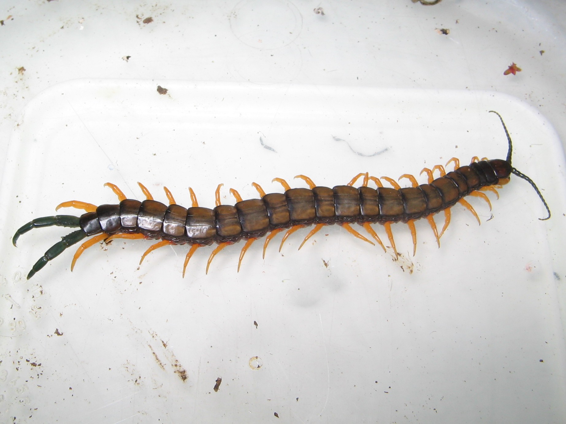 Afficher le média scolopendra_cingulata3td scolopendra_cingulata3td