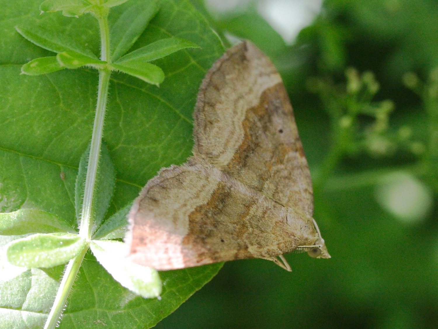 Afficher le média scotopteryx_chenopodiata2md scotopteryx_chenopodiata2md