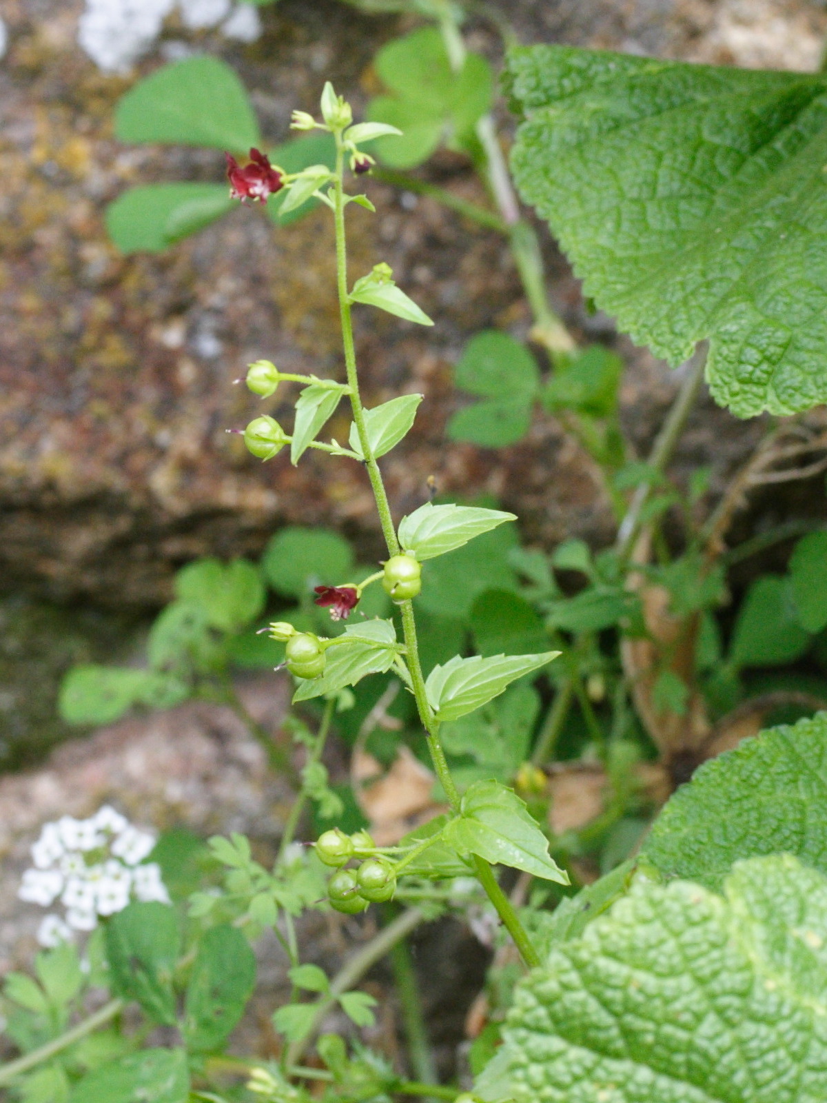Scrophularia_peregrina