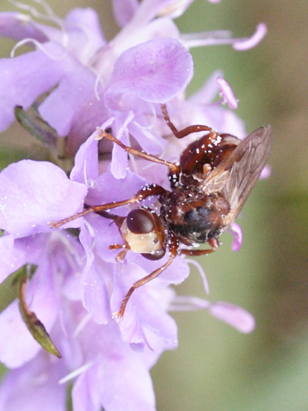 sicus_ferrugineus4md