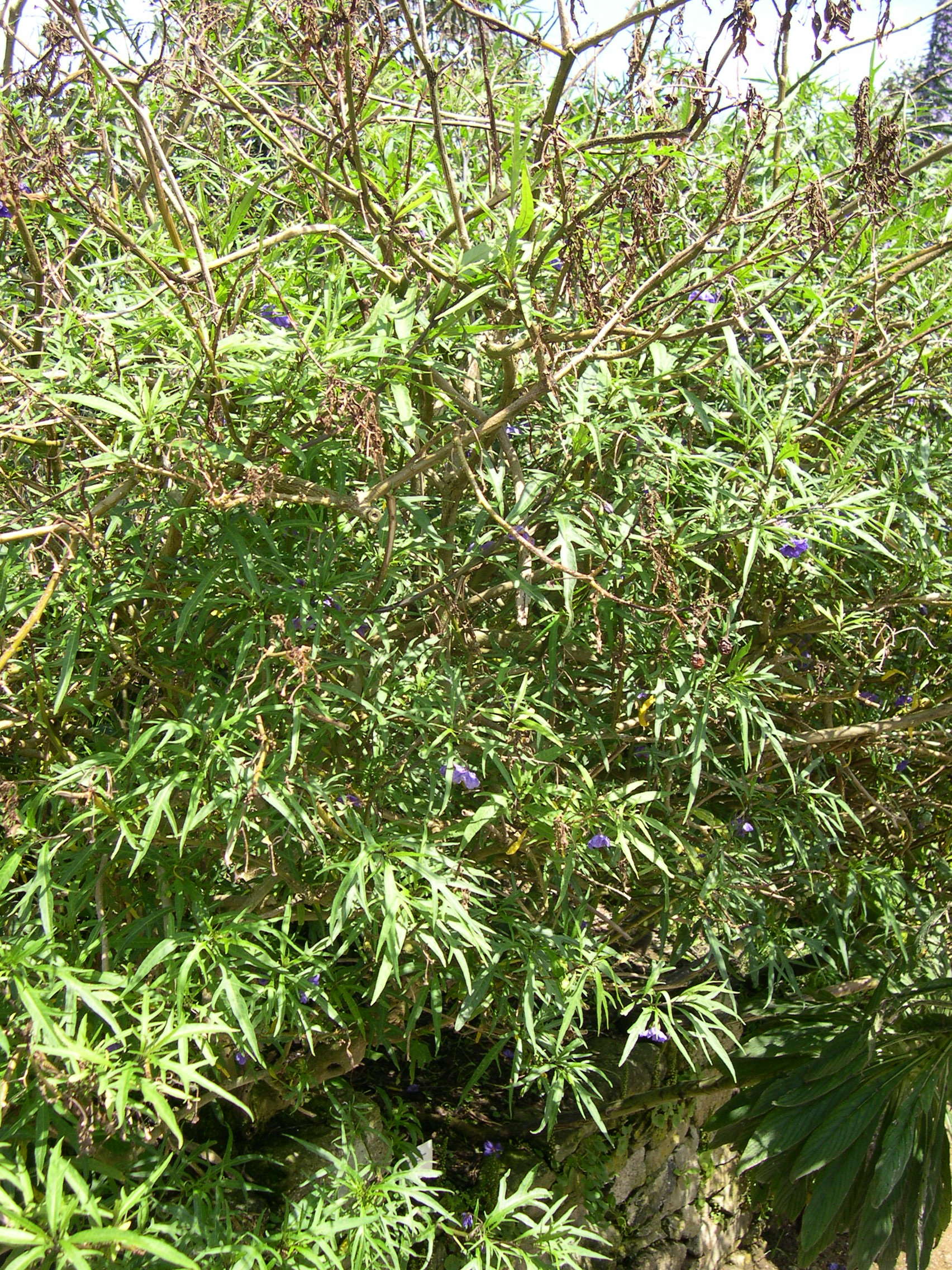 solanum_laciniatum1md