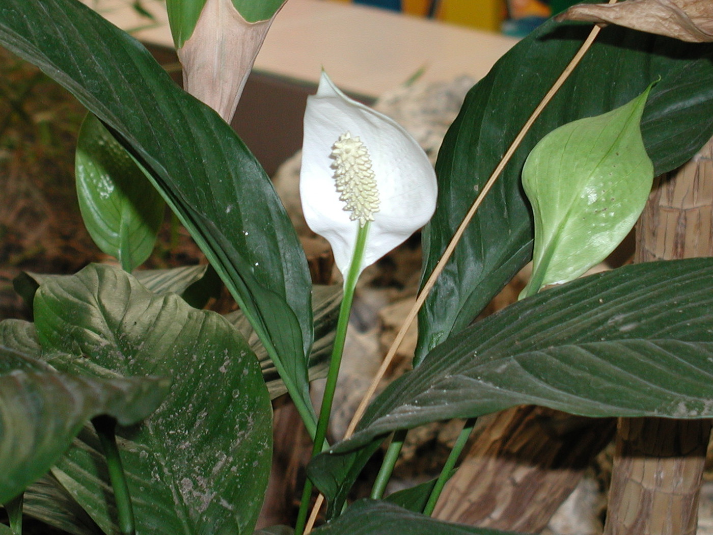spathiphyllum_cv_mona-loa1md