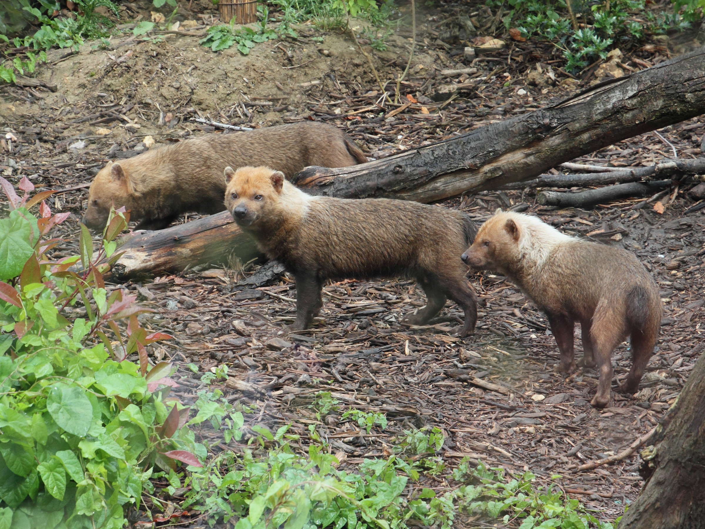 speothos_venaticus2md