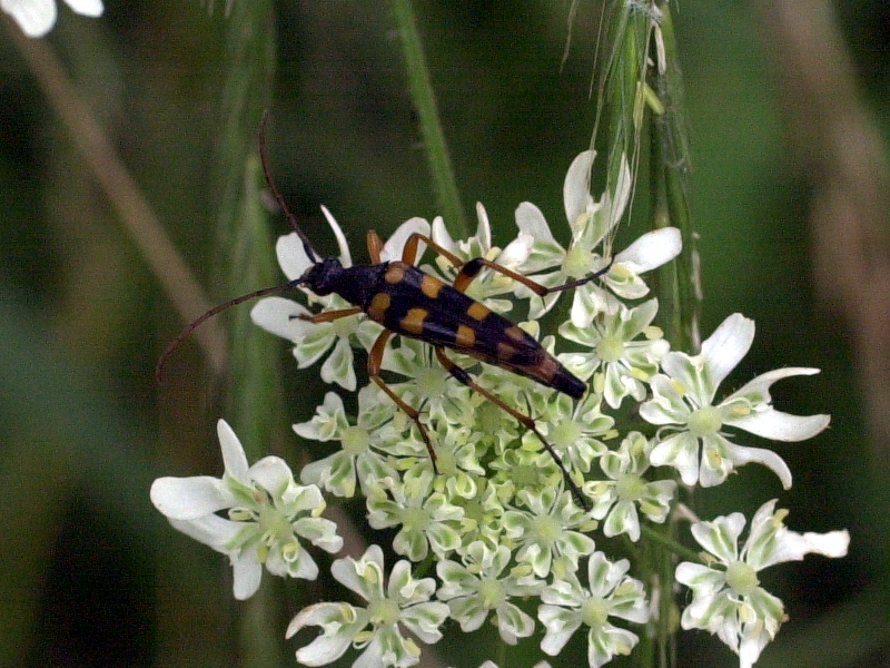 strangalia_attenuata1md