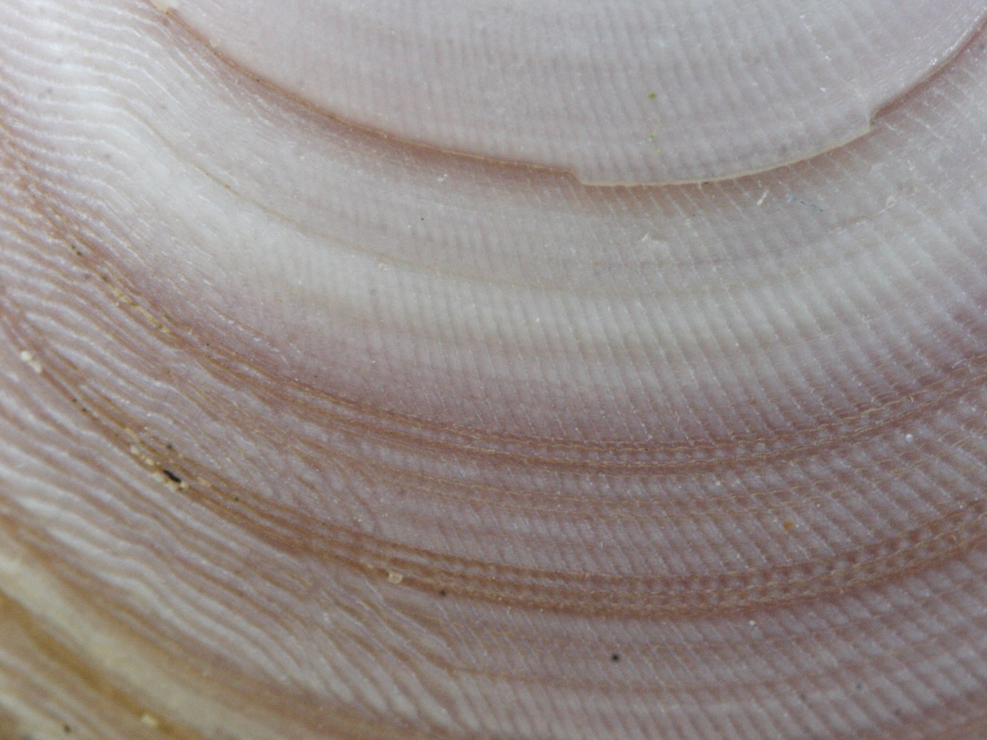 strigilla_carnaria3md