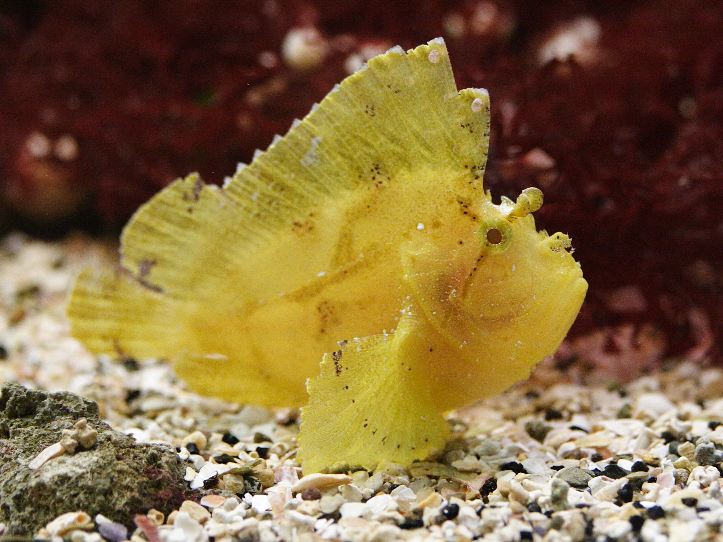 taenionotus_triacanthus1md