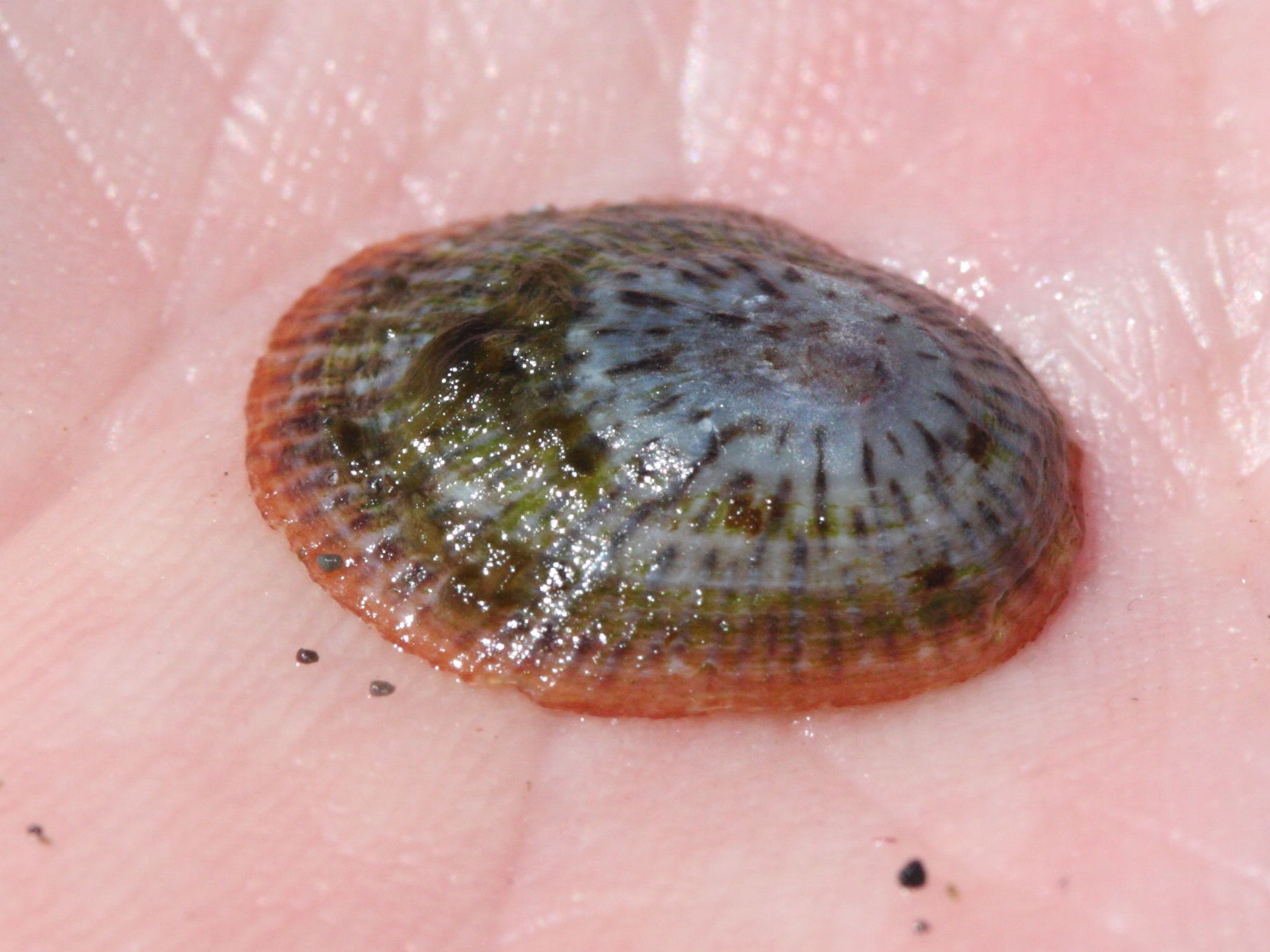 tectura_antillarum2md