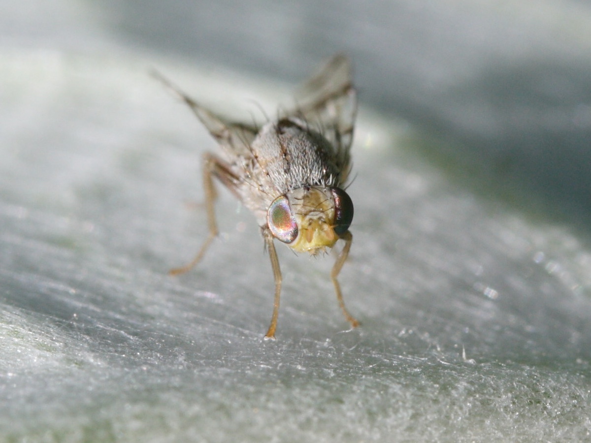 tephritis_postica2md