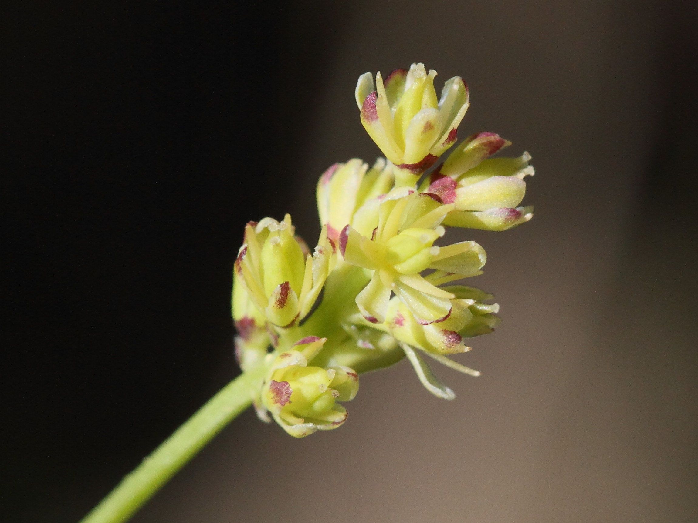 Afficher le média Tofieldia_calyculata Tofieldia_calyculata