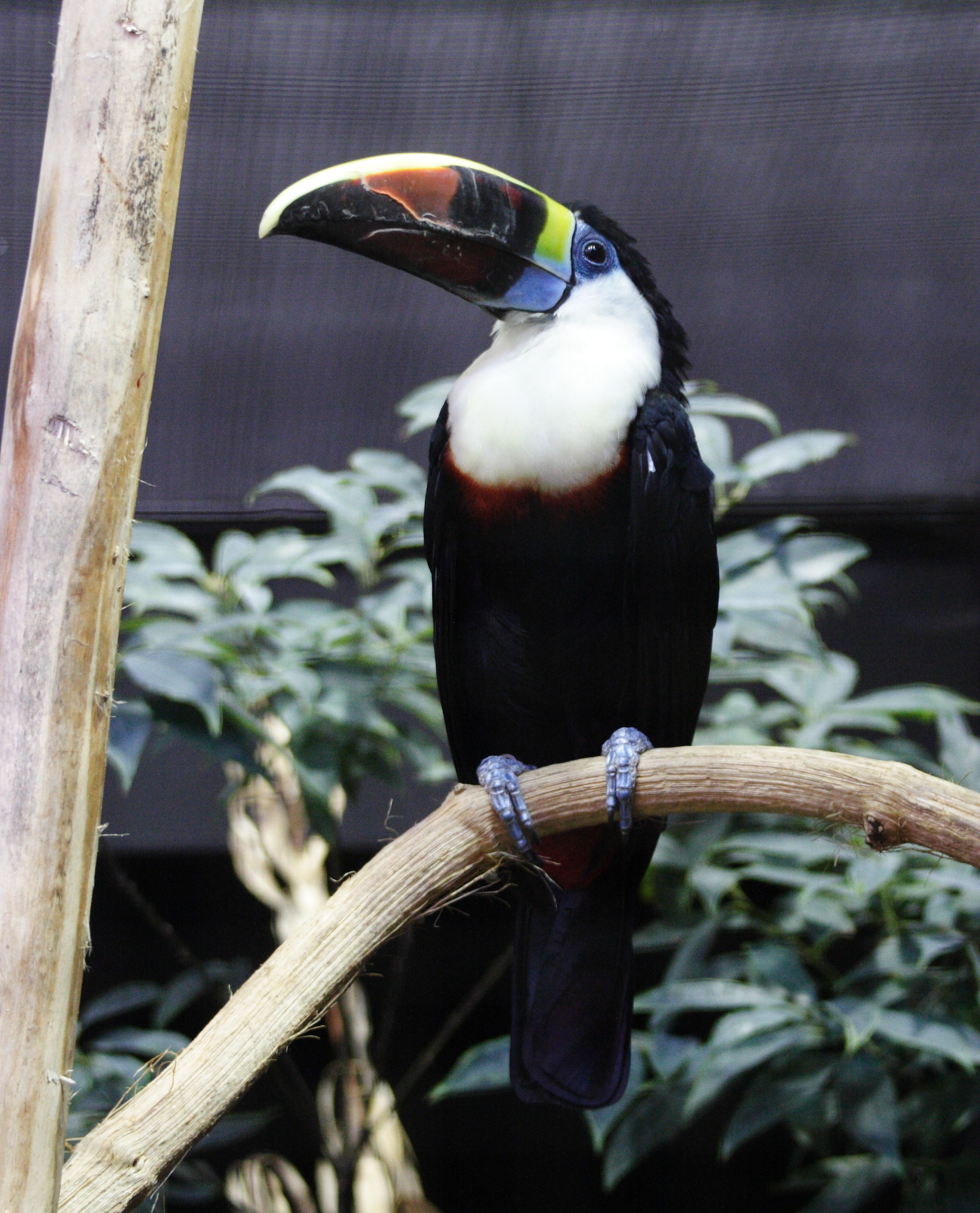 toucan_a_bec_rouge_-_ramphastos_tucanus1md