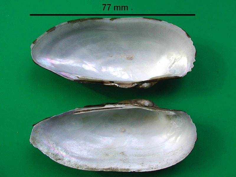 unio_pictorum_pictorum2bmd