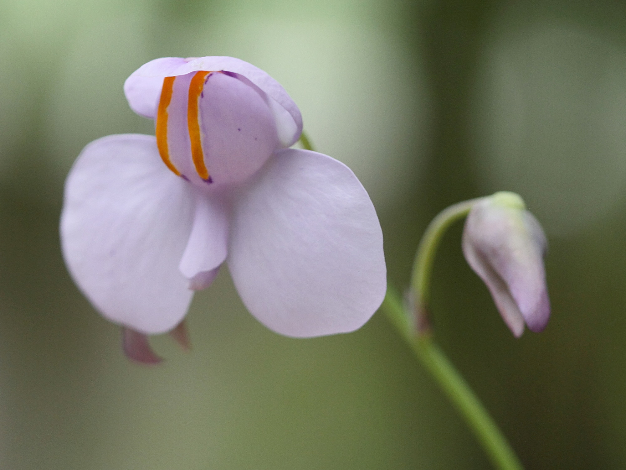 Afficher le média utricularia_reniformis3bd utricularia_reniformis3bd