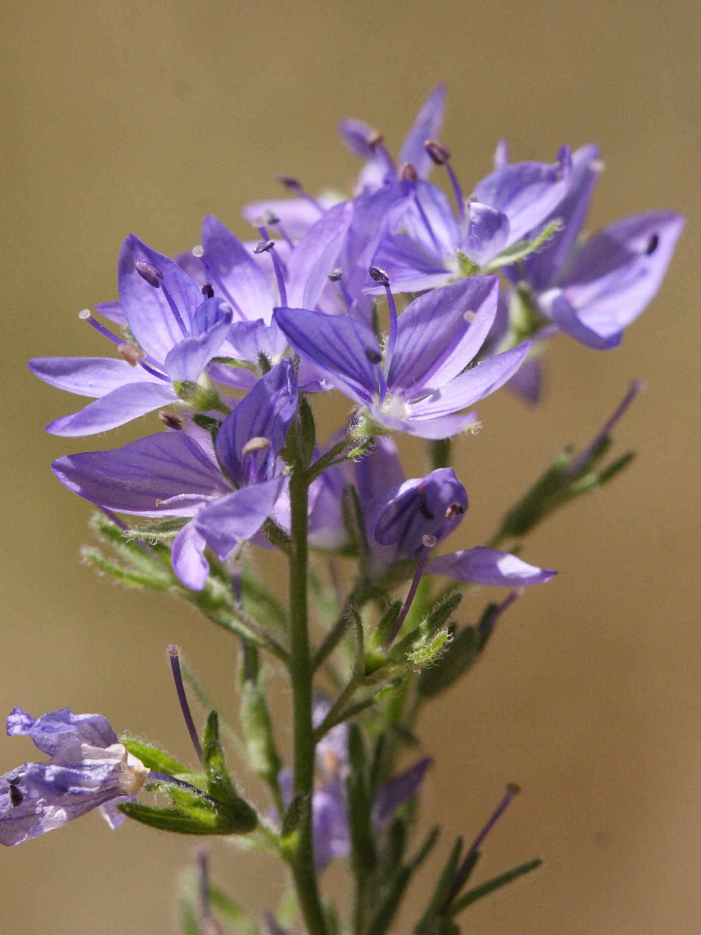 Afficher le média veronica_austriaca_dubia3md veronica_austriaca_dubia3md