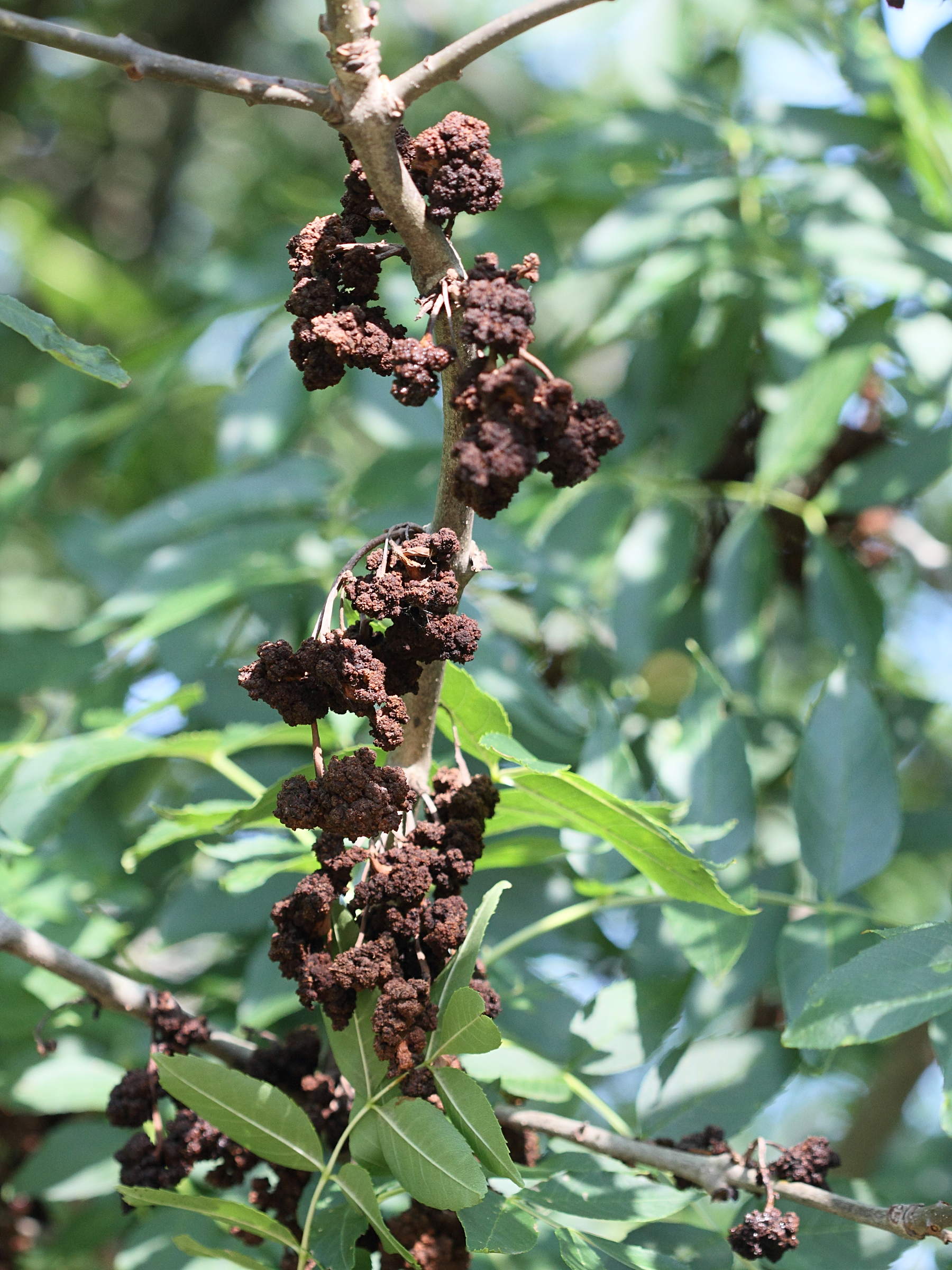 aceria_fraxinivora_galle2md