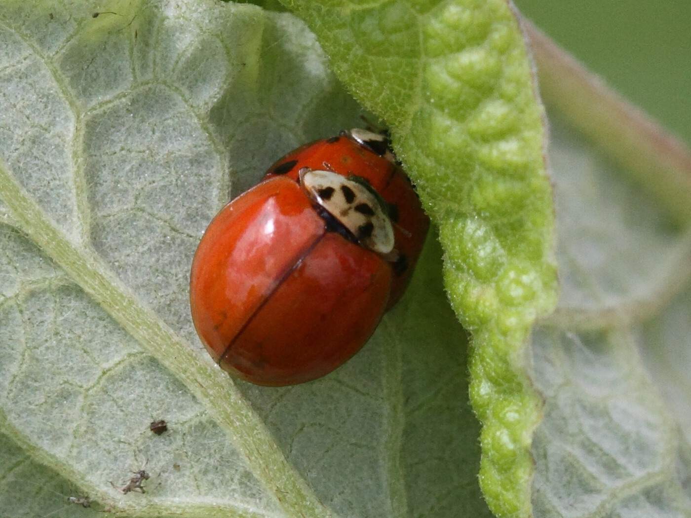 Afficher le média adalia_decempunctata5bd adalia_decempunctata5bd