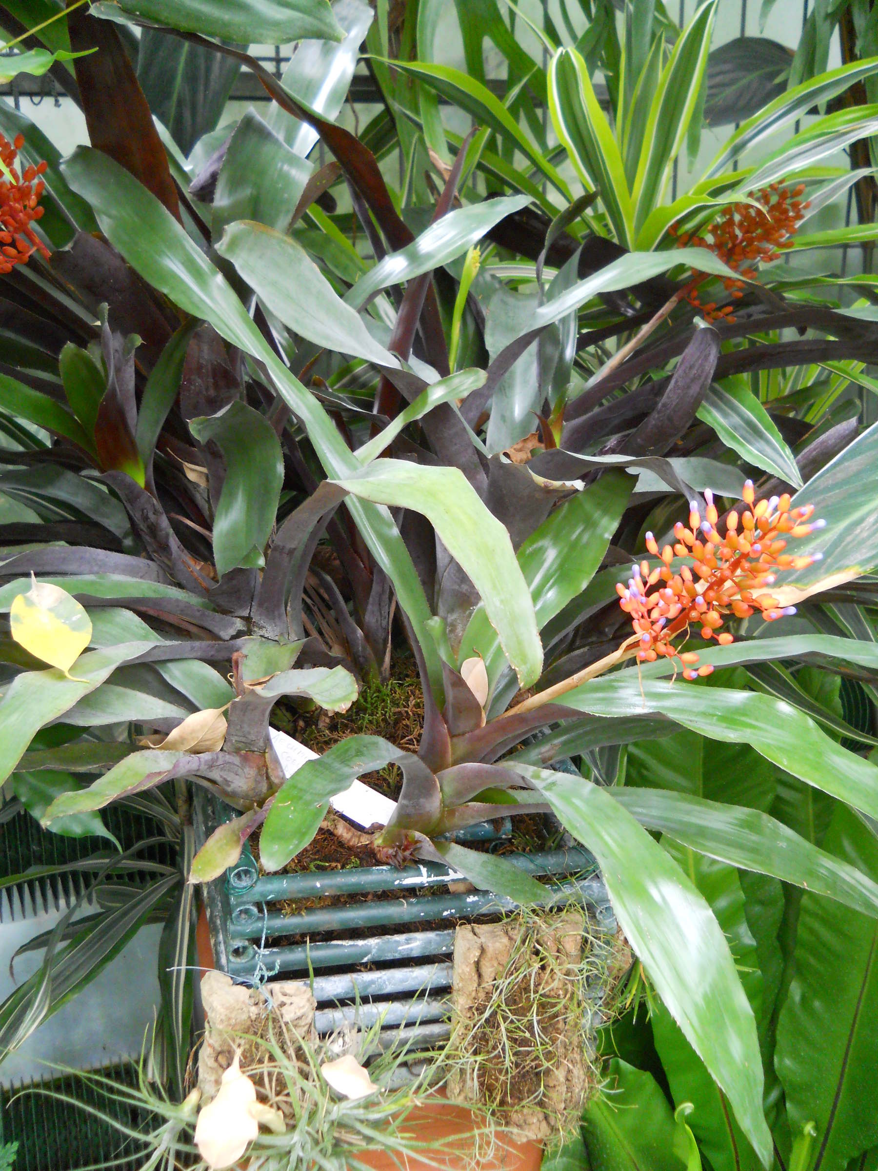 aechmea_fulgens3cc