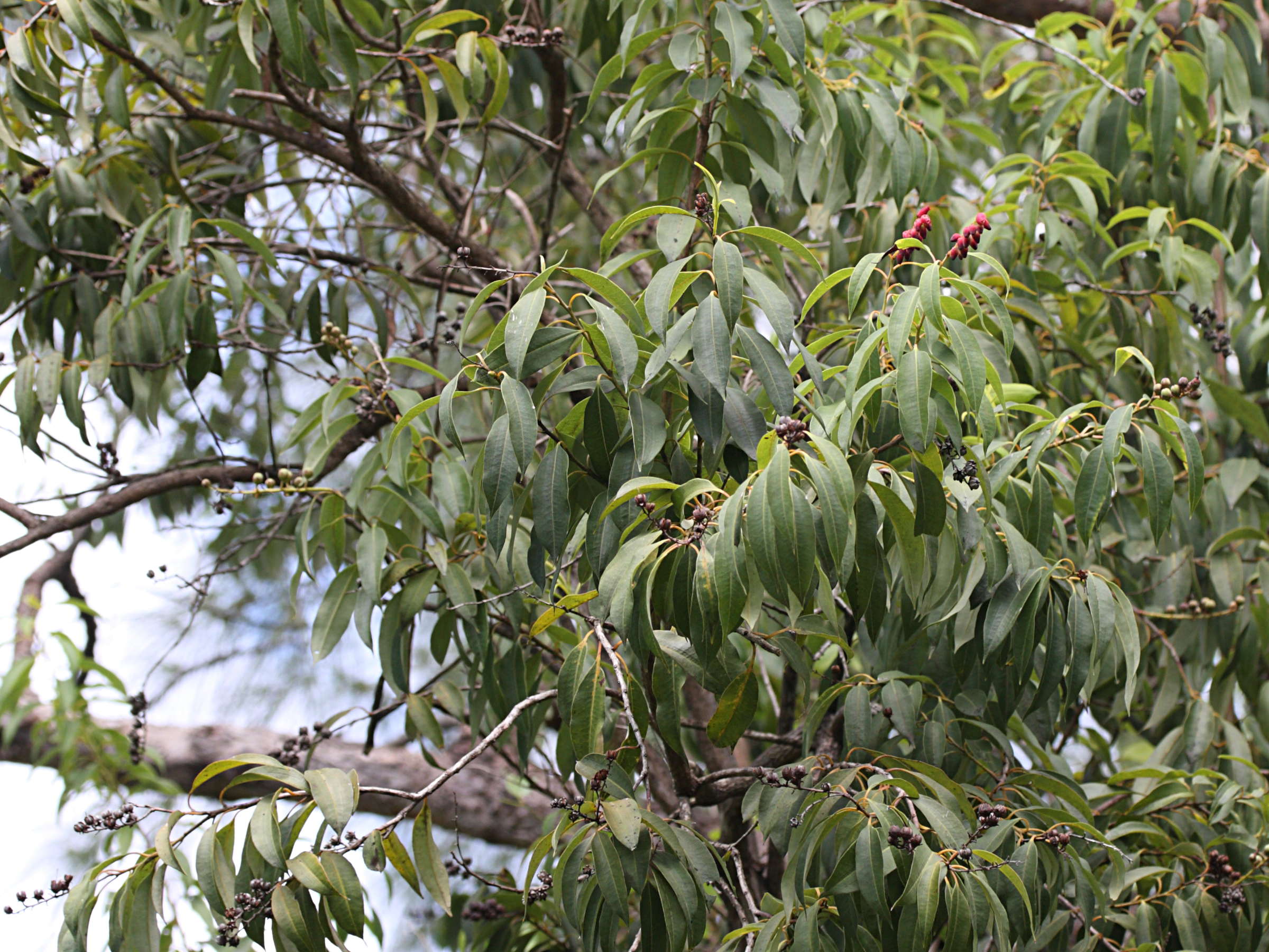 agauria_salicifolia4md