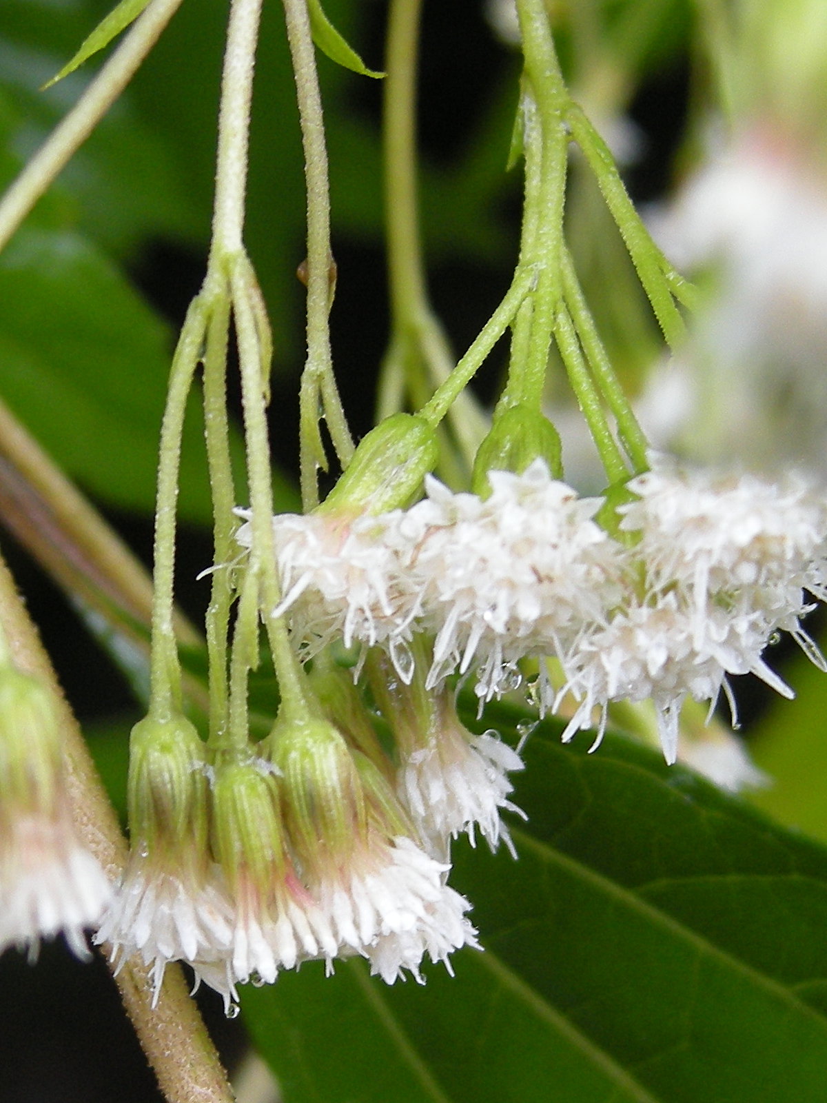 ageratina_riparia3md