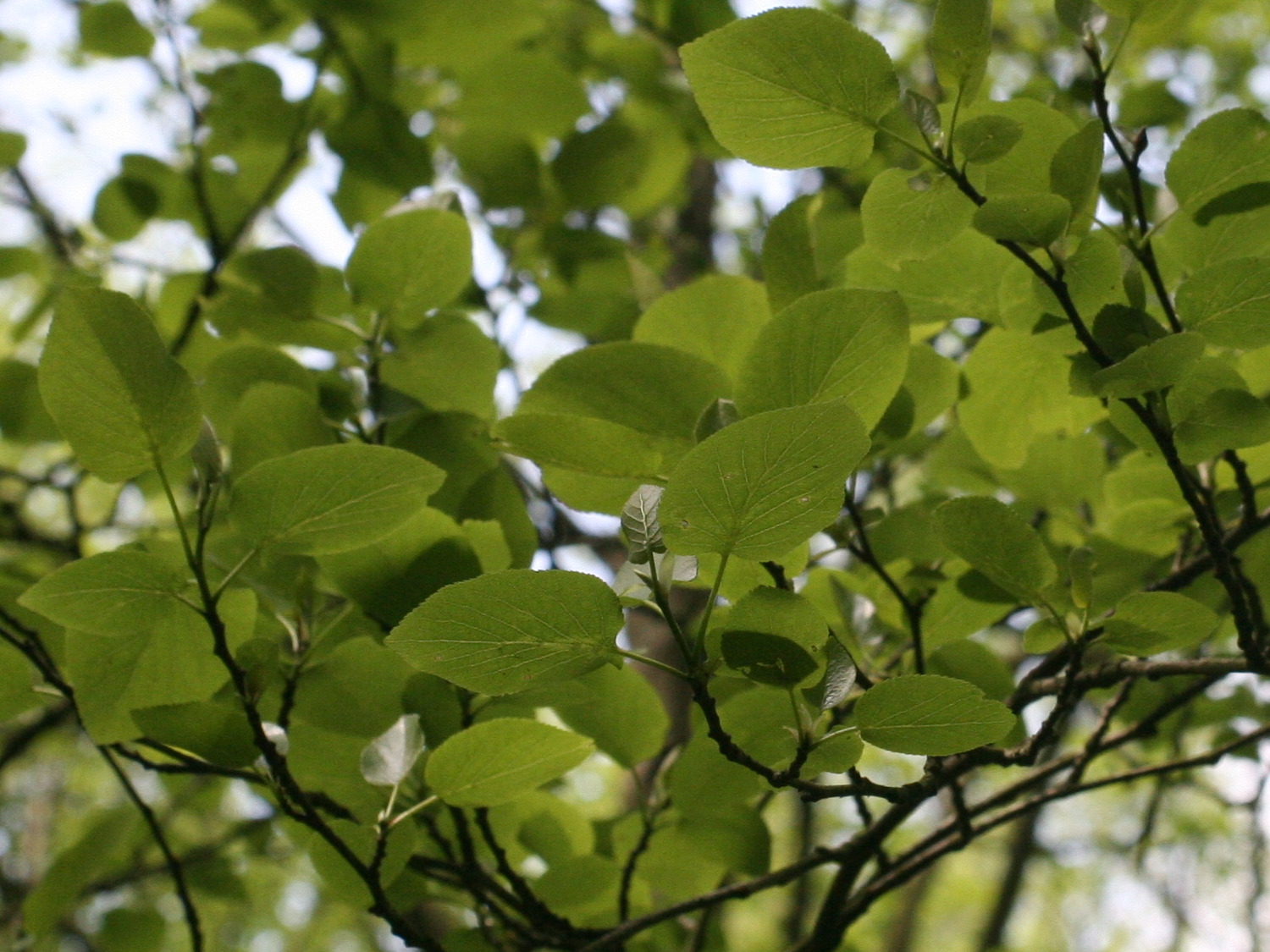 alnus_cordata3md
