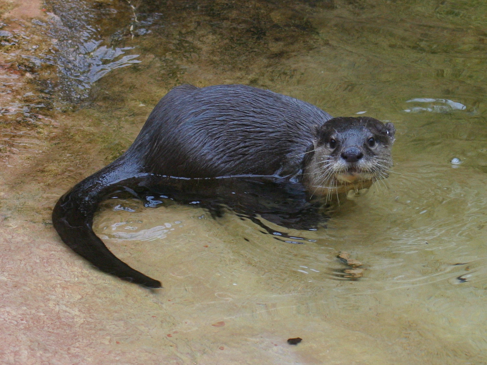 amblonyx_cinereus2bd