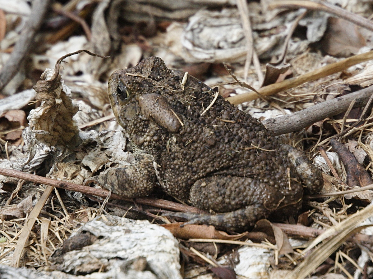 amietophrynus_gutturalis1md