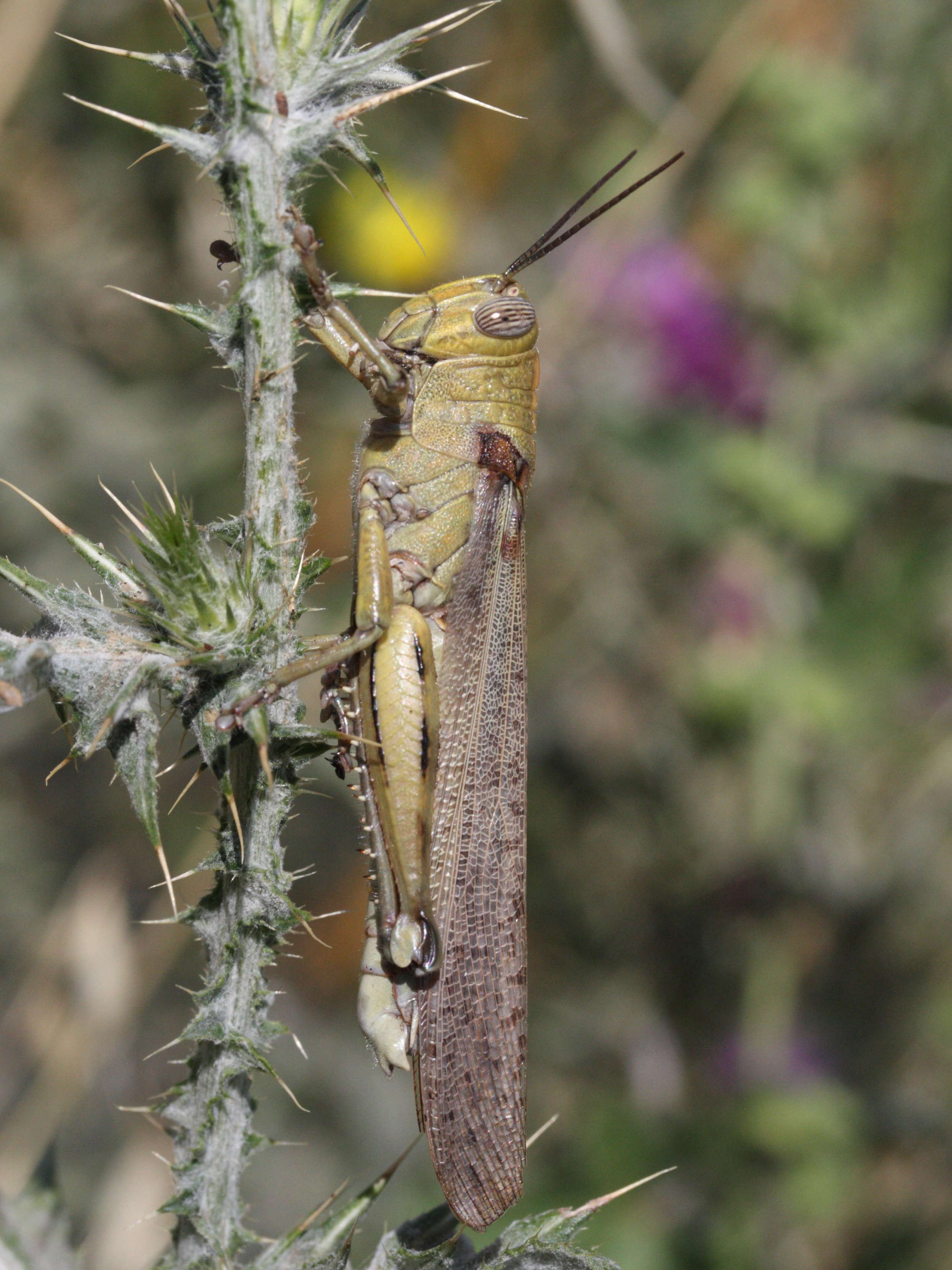 anacridium_aegyptium1md