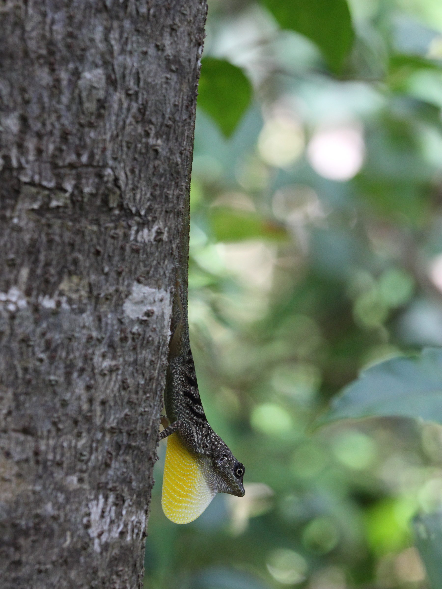 Afficher le média anolis_roquet9sd anolis_roquet9sd