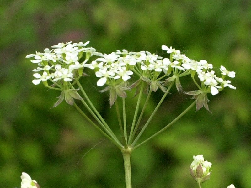 anthriscus_sylvestris3md