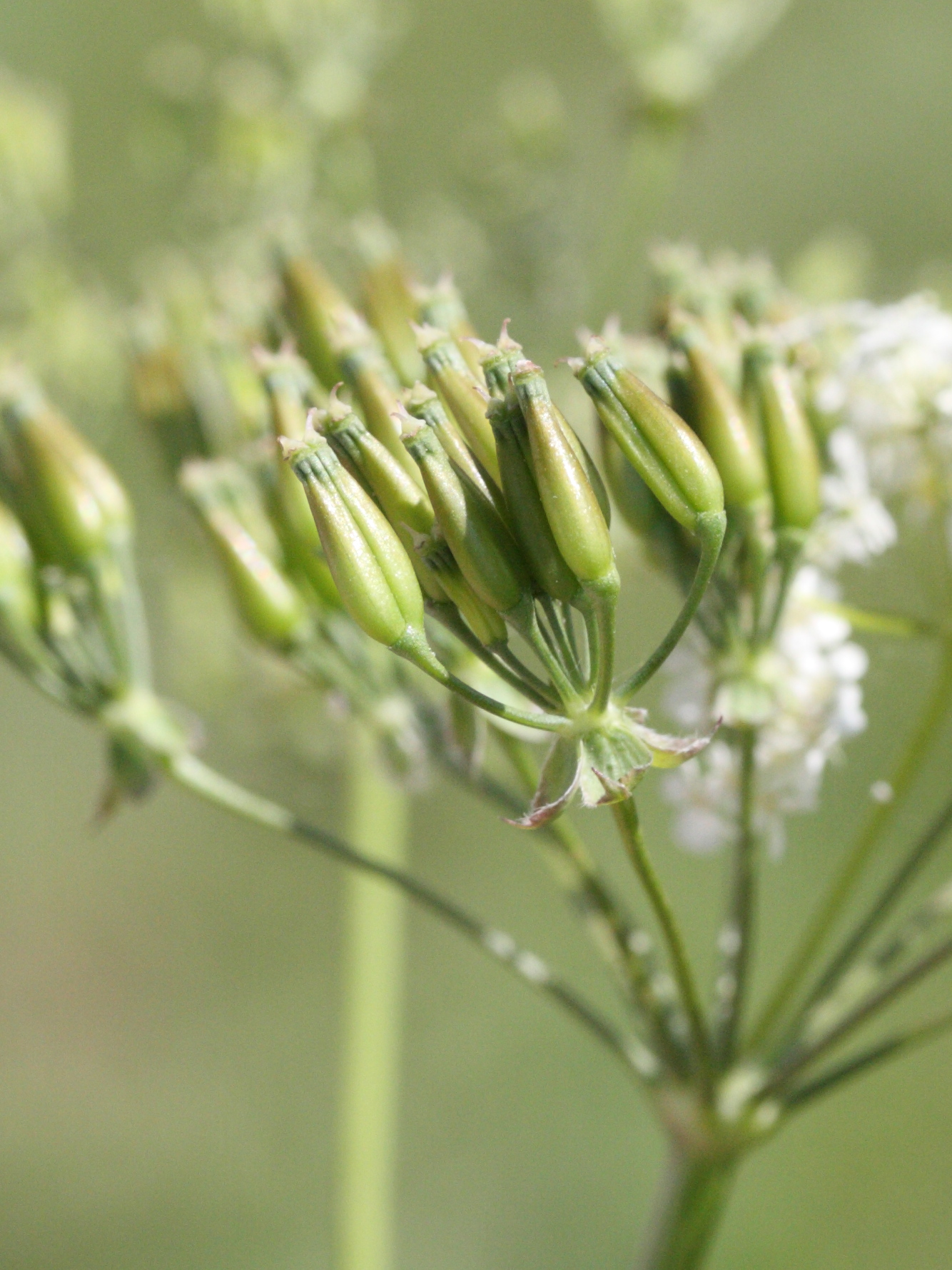 anthriscus_sylvestris4md
