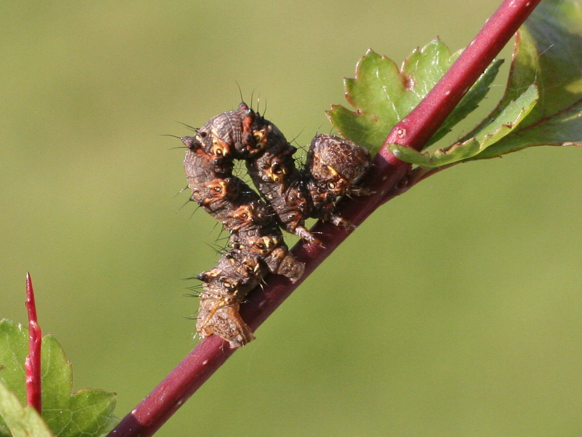 apocheima_pilosaria_ch2md