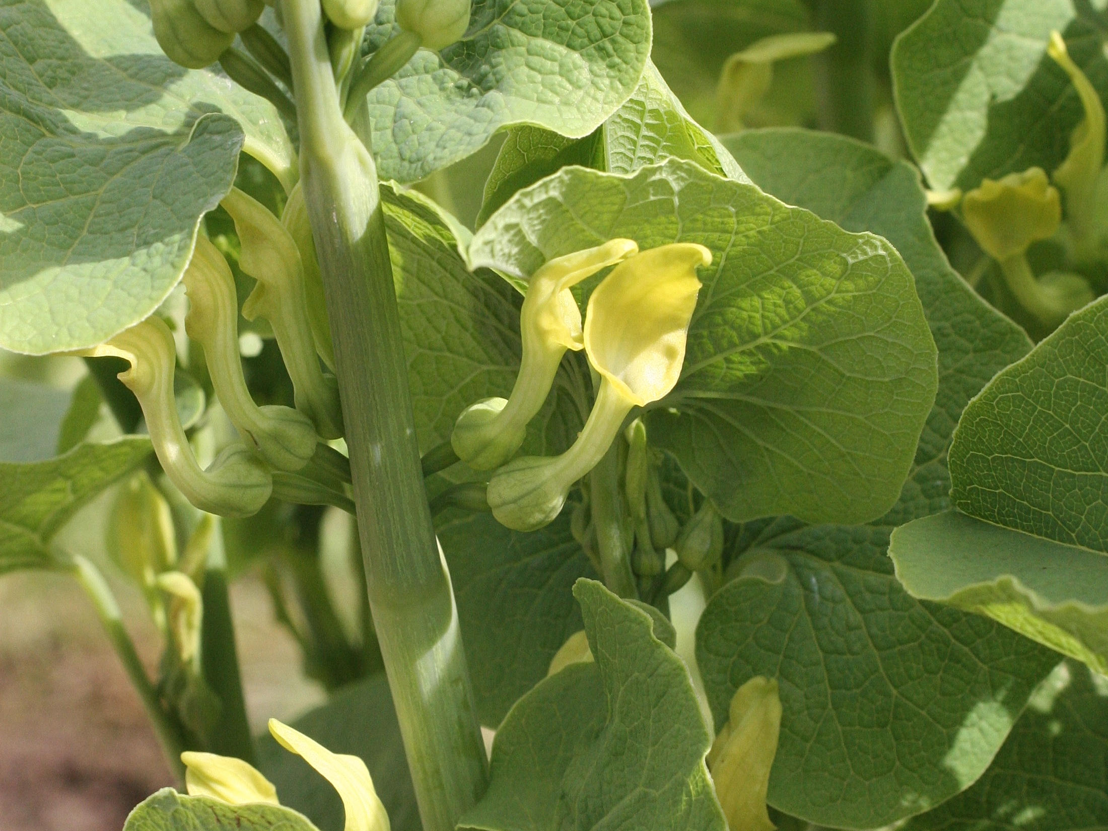 Afficher le média aristolochia_clematitis2md aristolochia_clematitis2md