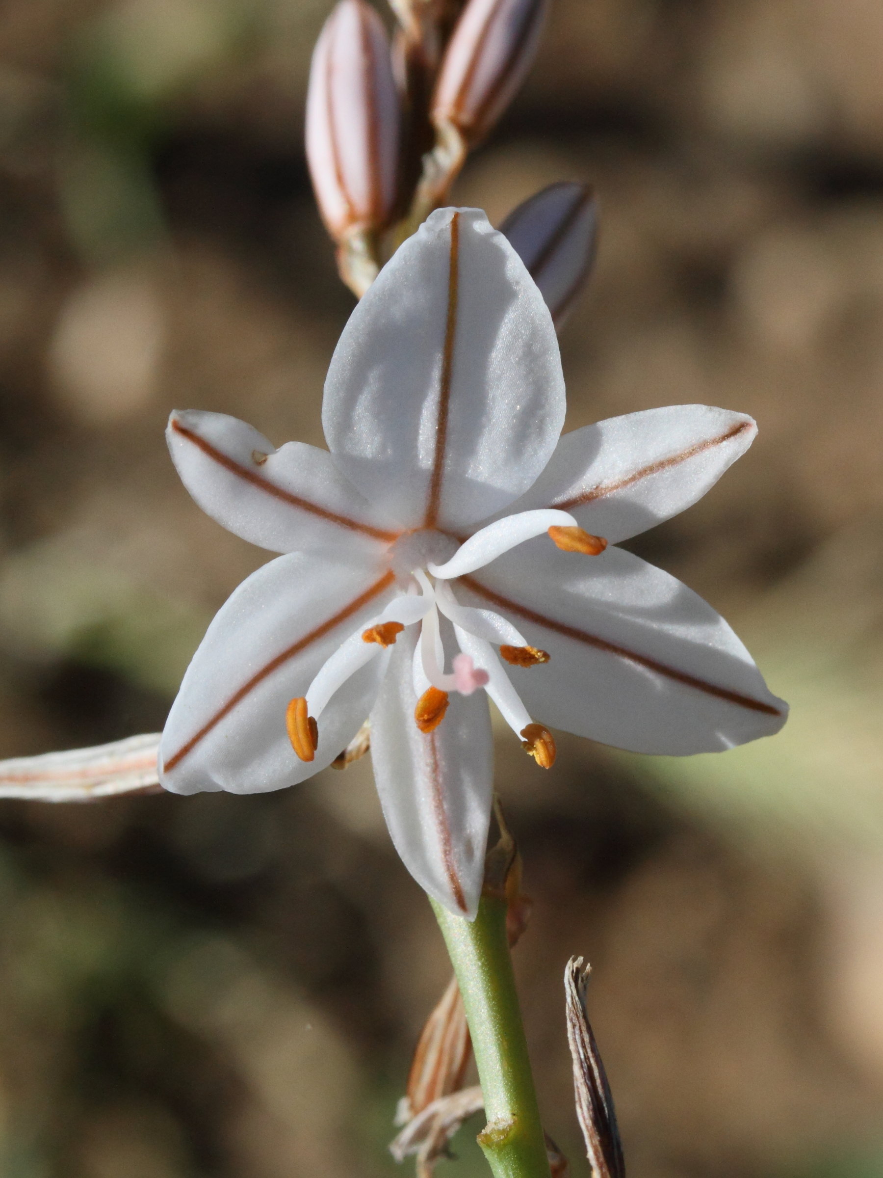 asphodelus_ayardii2md