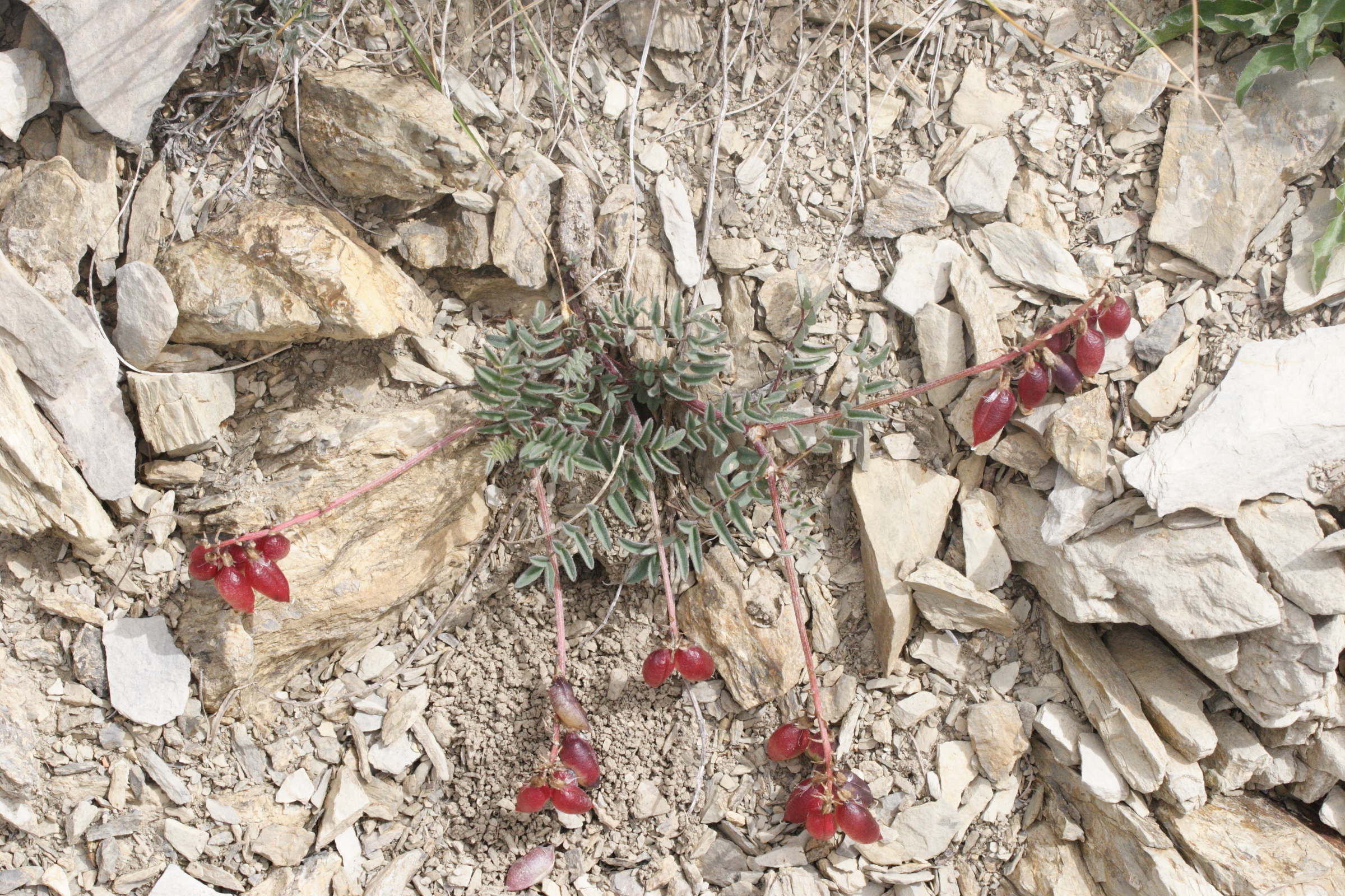 Afficher le média astragalus_australis1md astragalus_australis1md