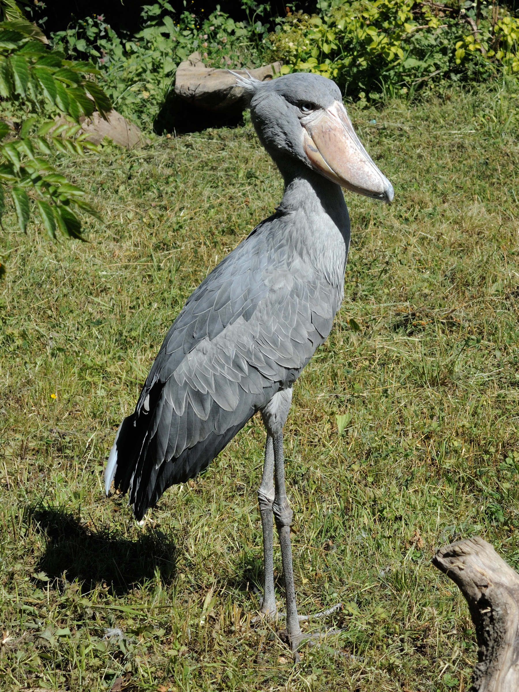 Afficher le média Balaeniceps_rex1MD Balaeniceps_rex1MD