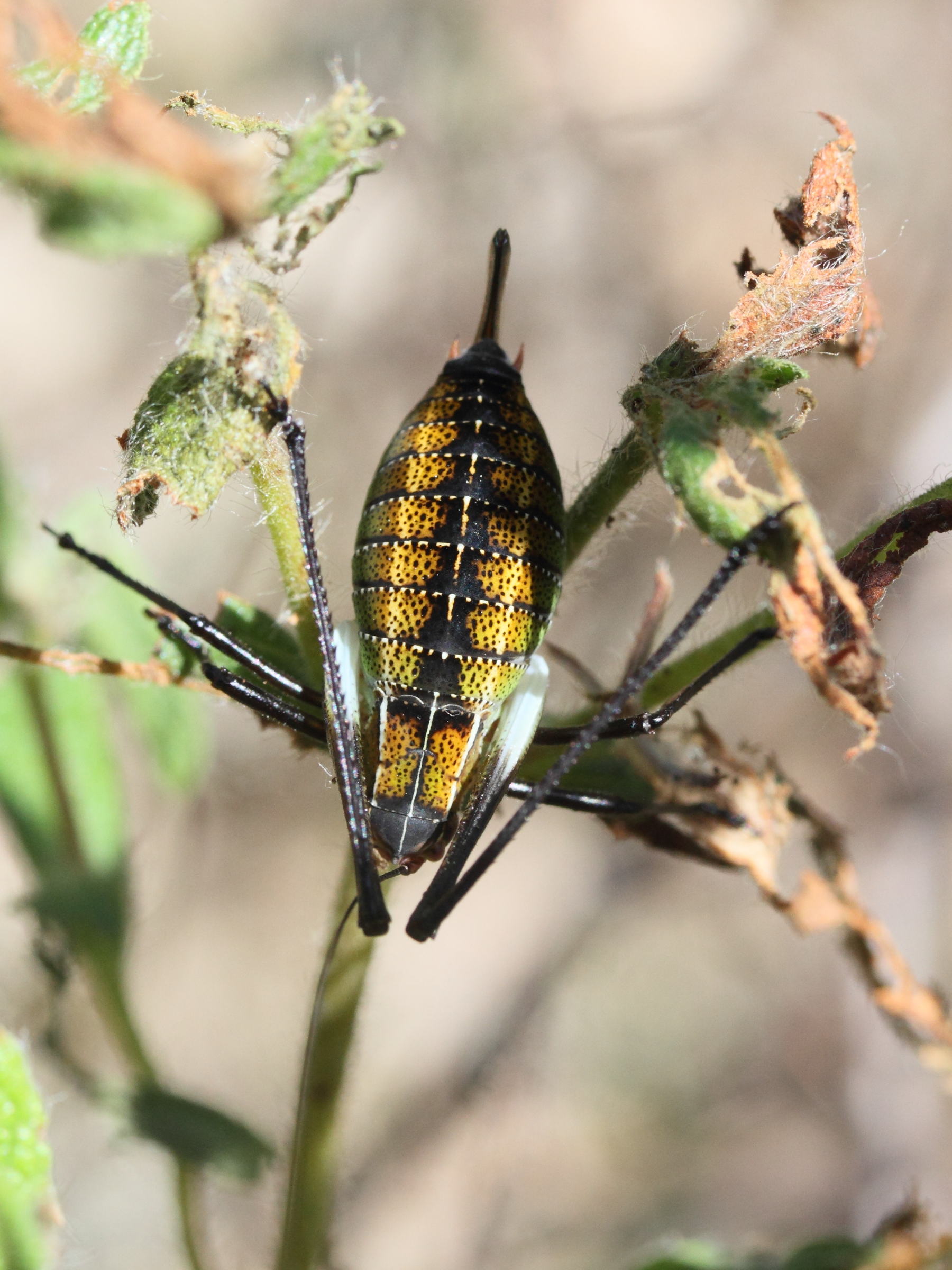 barbitistes_fischeri2md