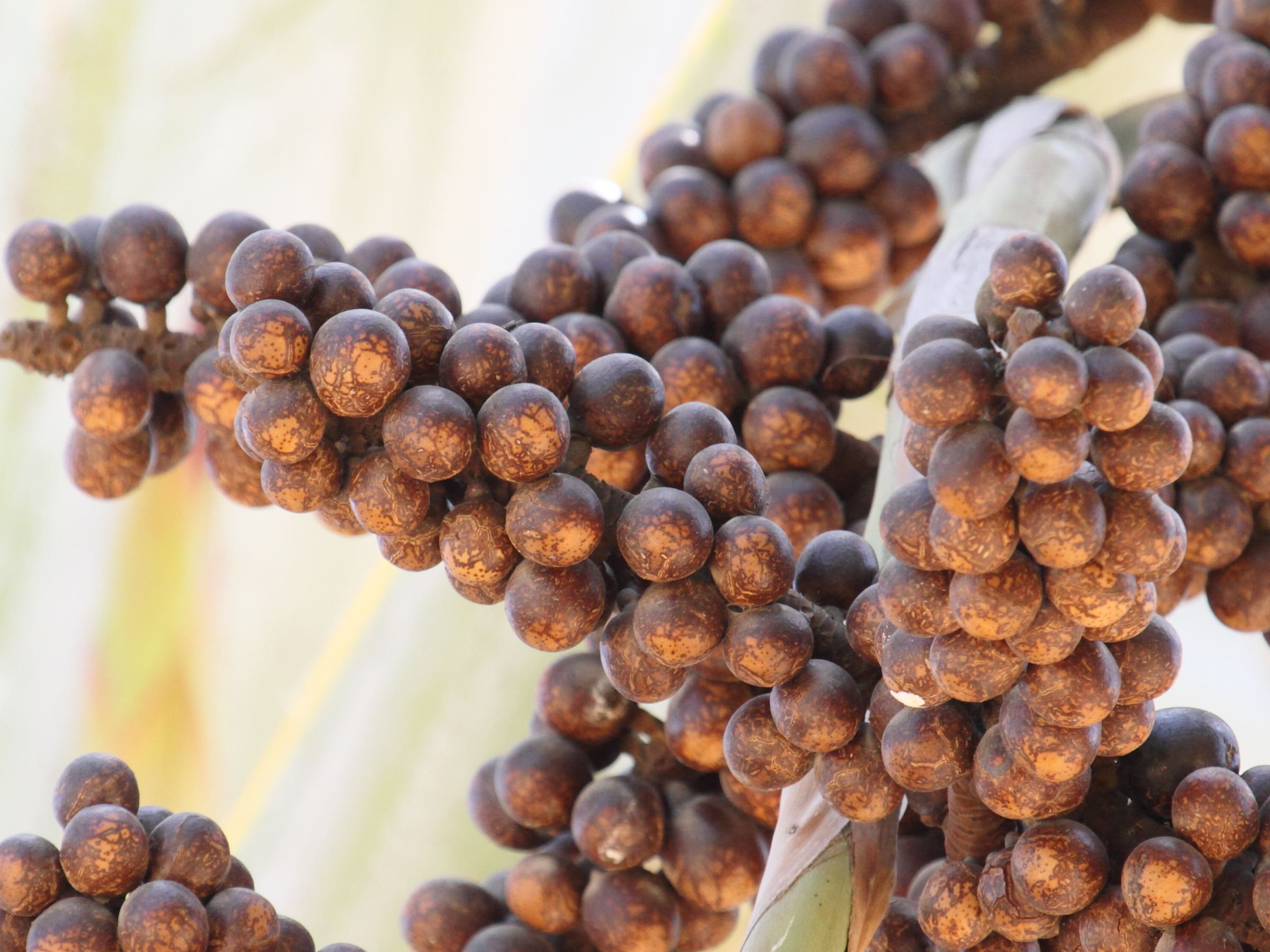 bismarckia_nobilis2bd