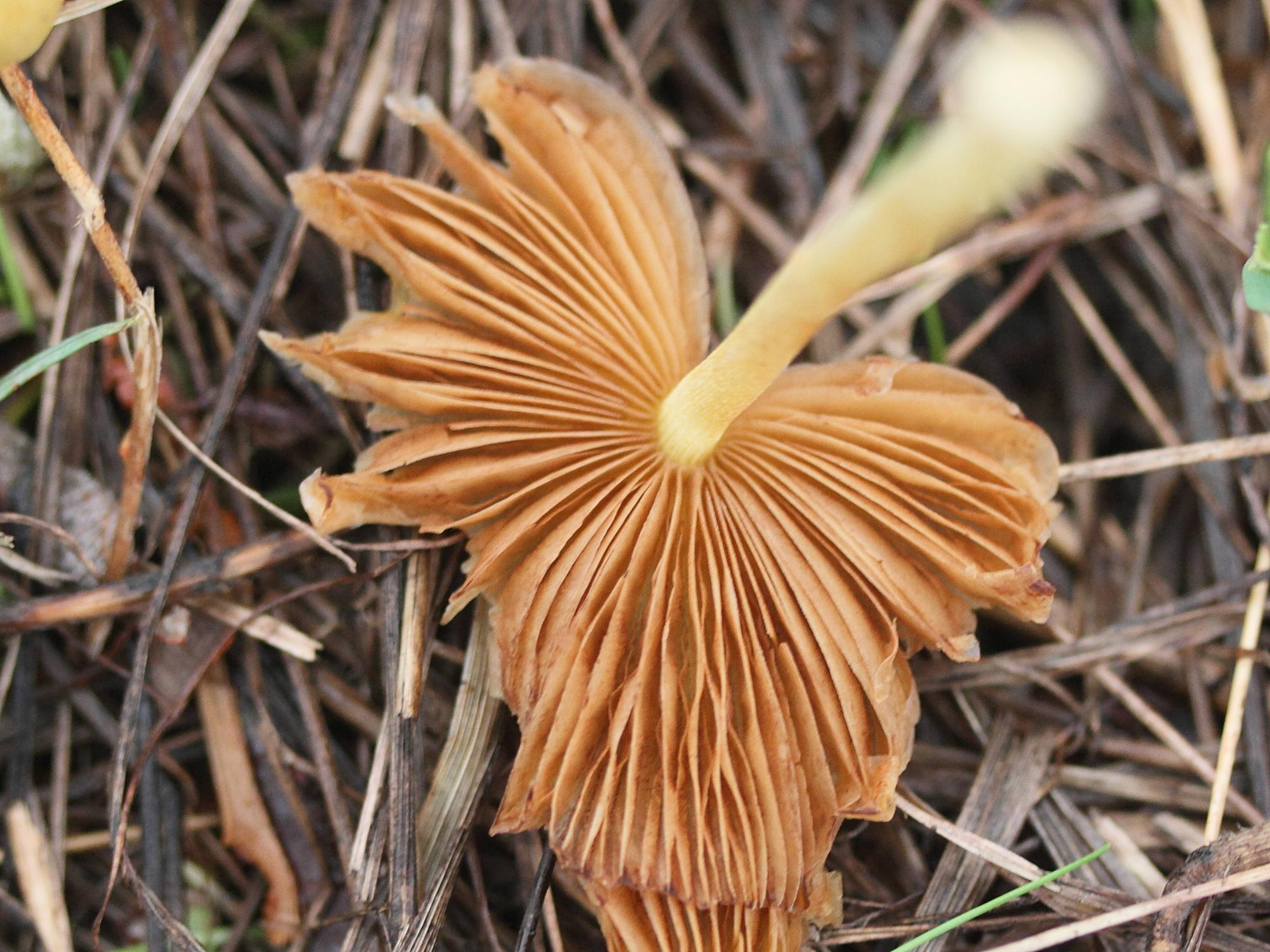 bolbitius_vitellinus4md