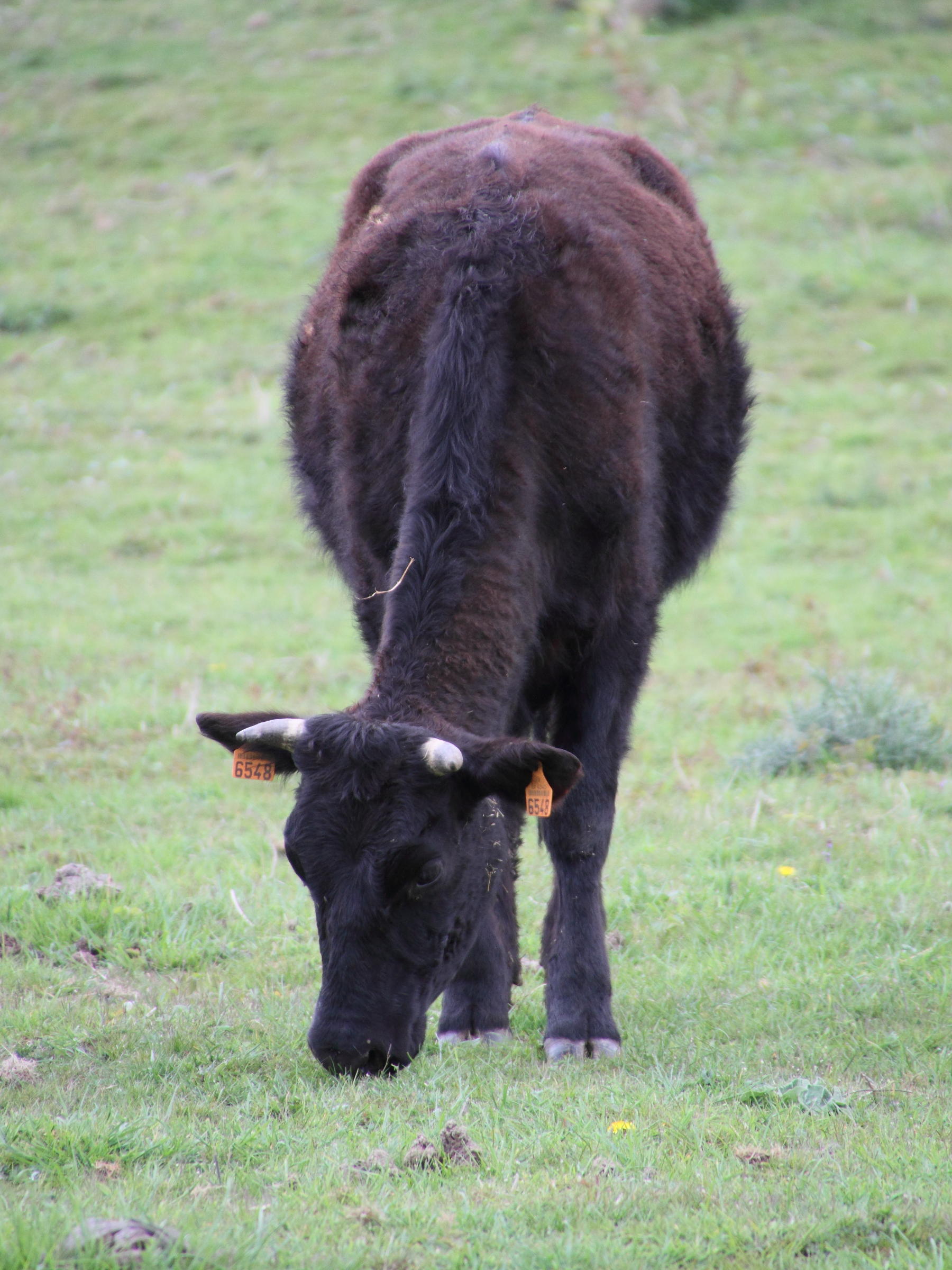 Afficher le média Bos_taurus (17) Bos_taurus (17)