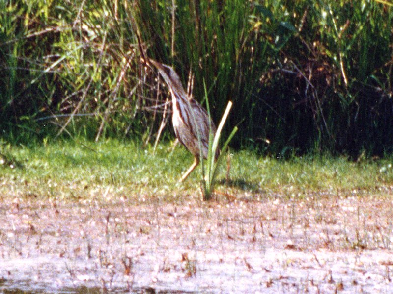 butor_etoile_-_botaurus_stellaris1sd