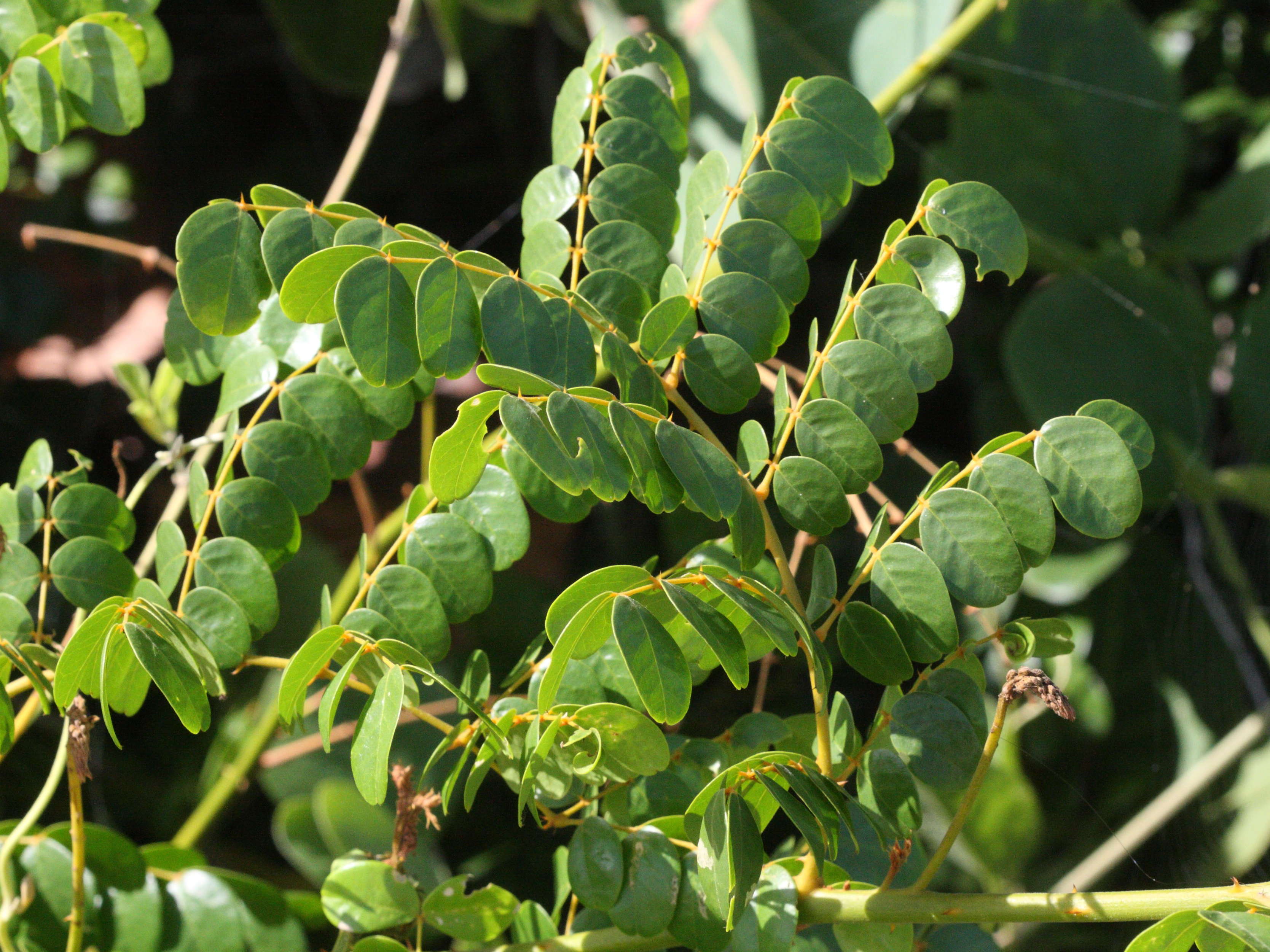 caesalpinia_ciliata4md