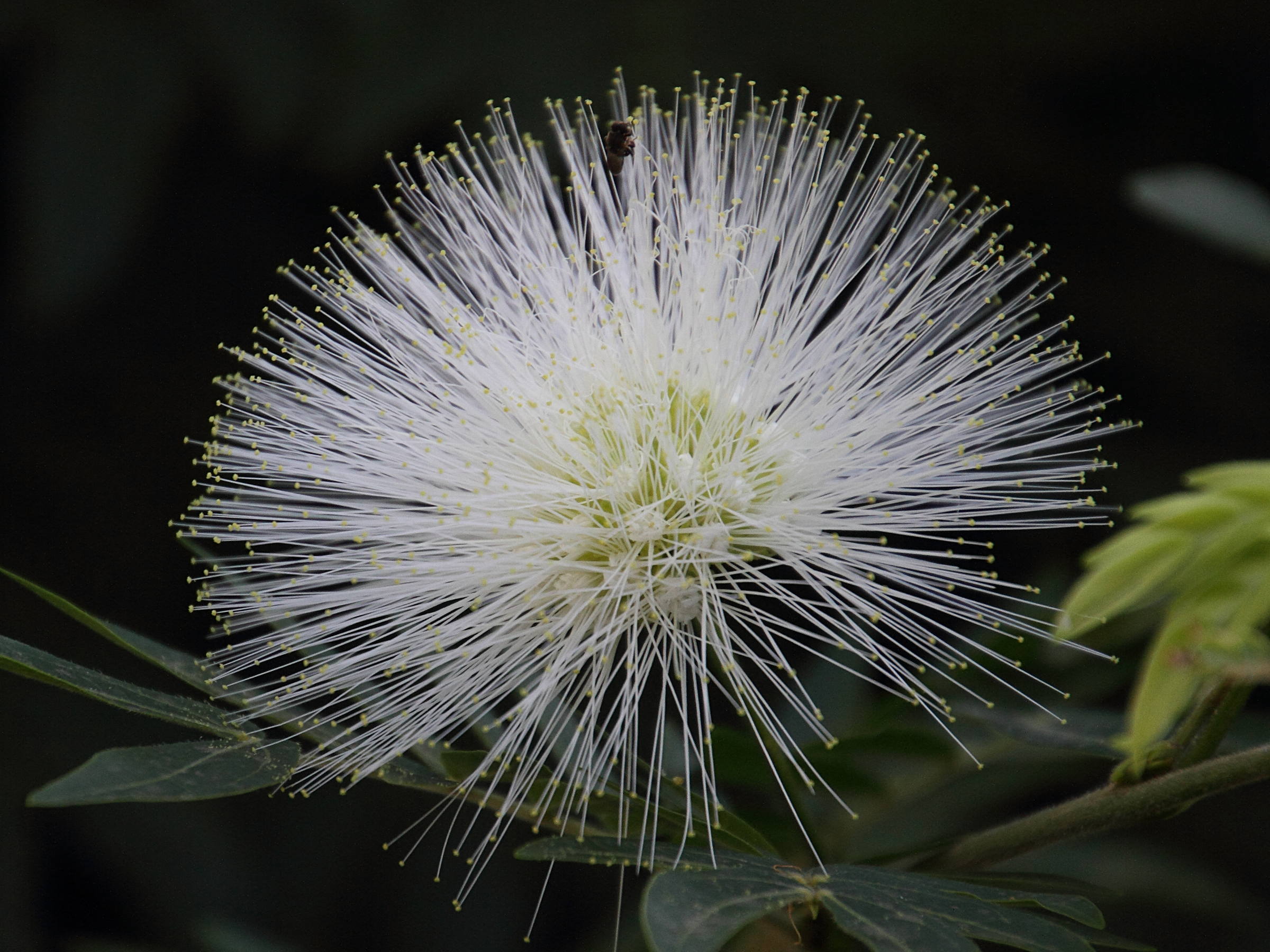 Afficher le média calliandra_haematocephala_alba2md calliandra_haematocephala_alba2md