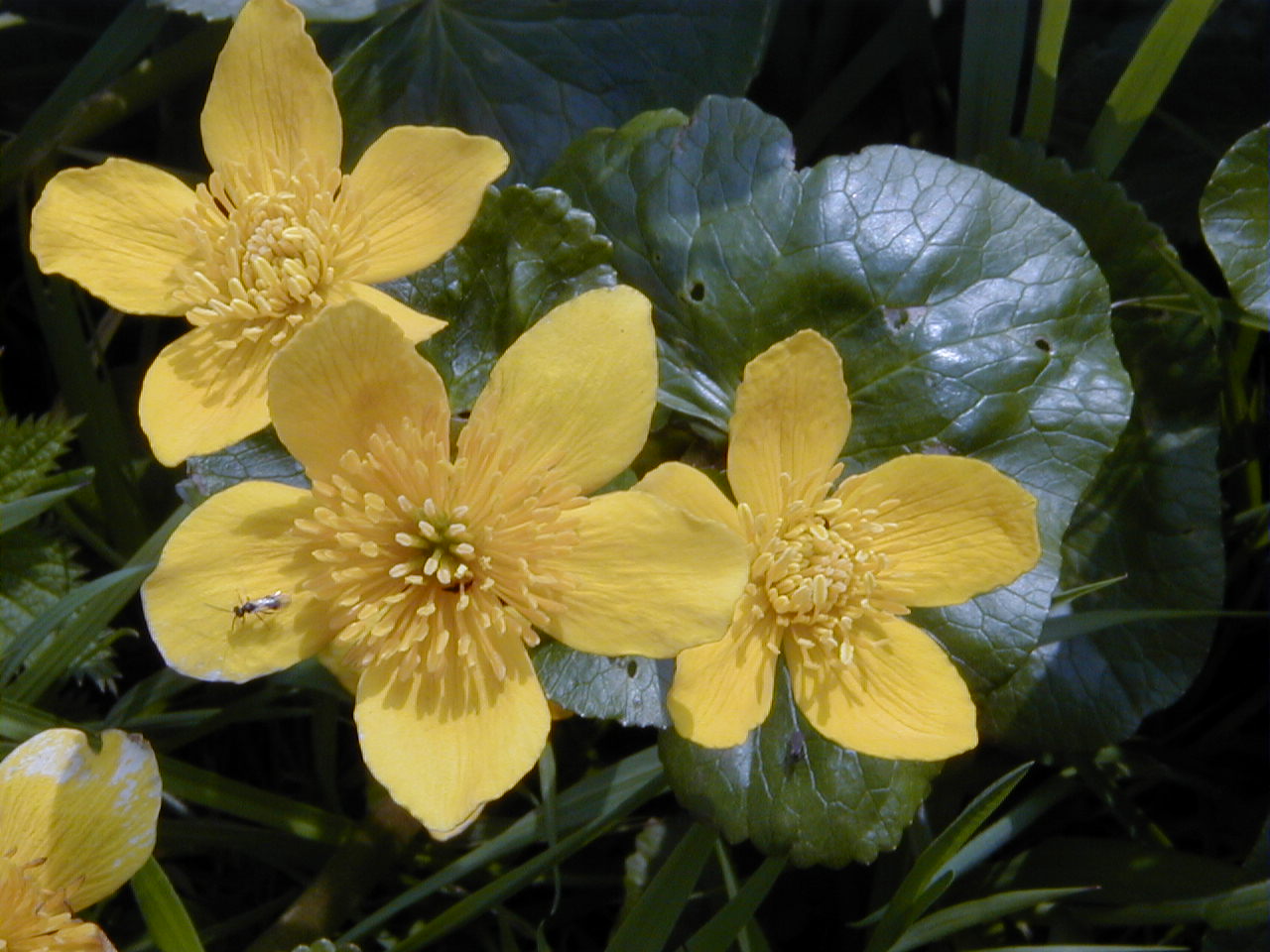 Afficher le média caltha_palustris3md caltha_palustris3md