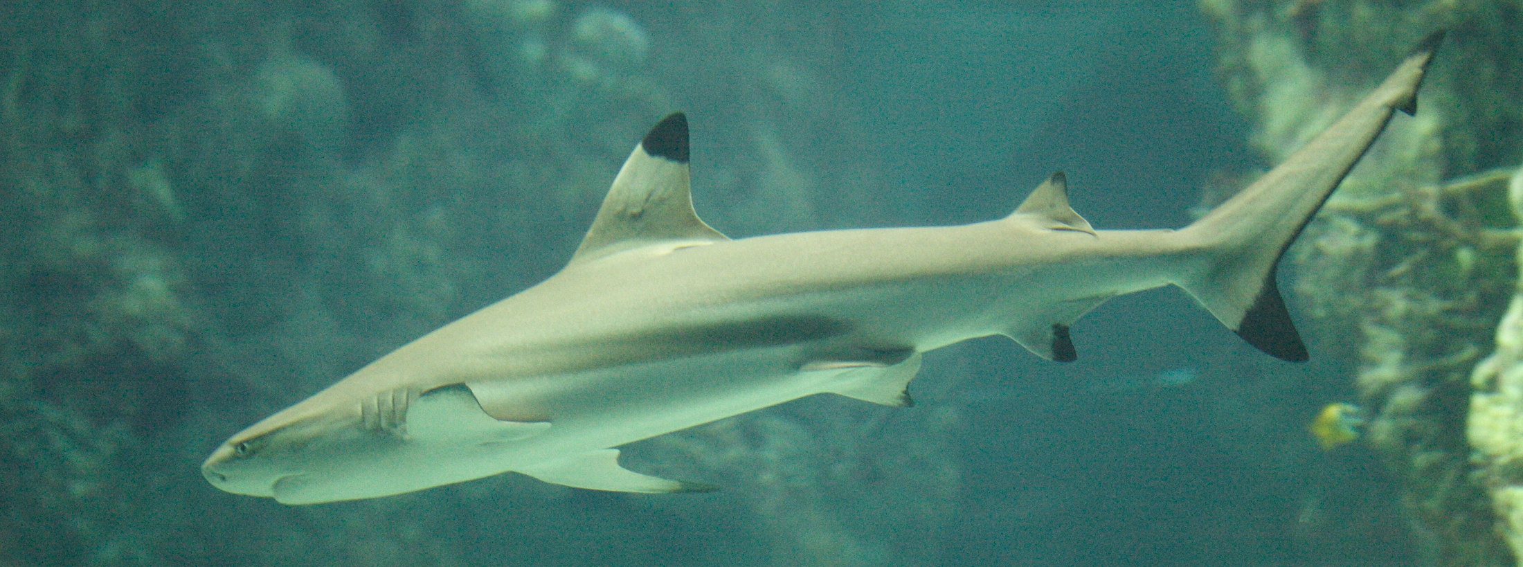 Afficher le média carcharhinus_melanopterus1md carcharhinus_melanopterus1md