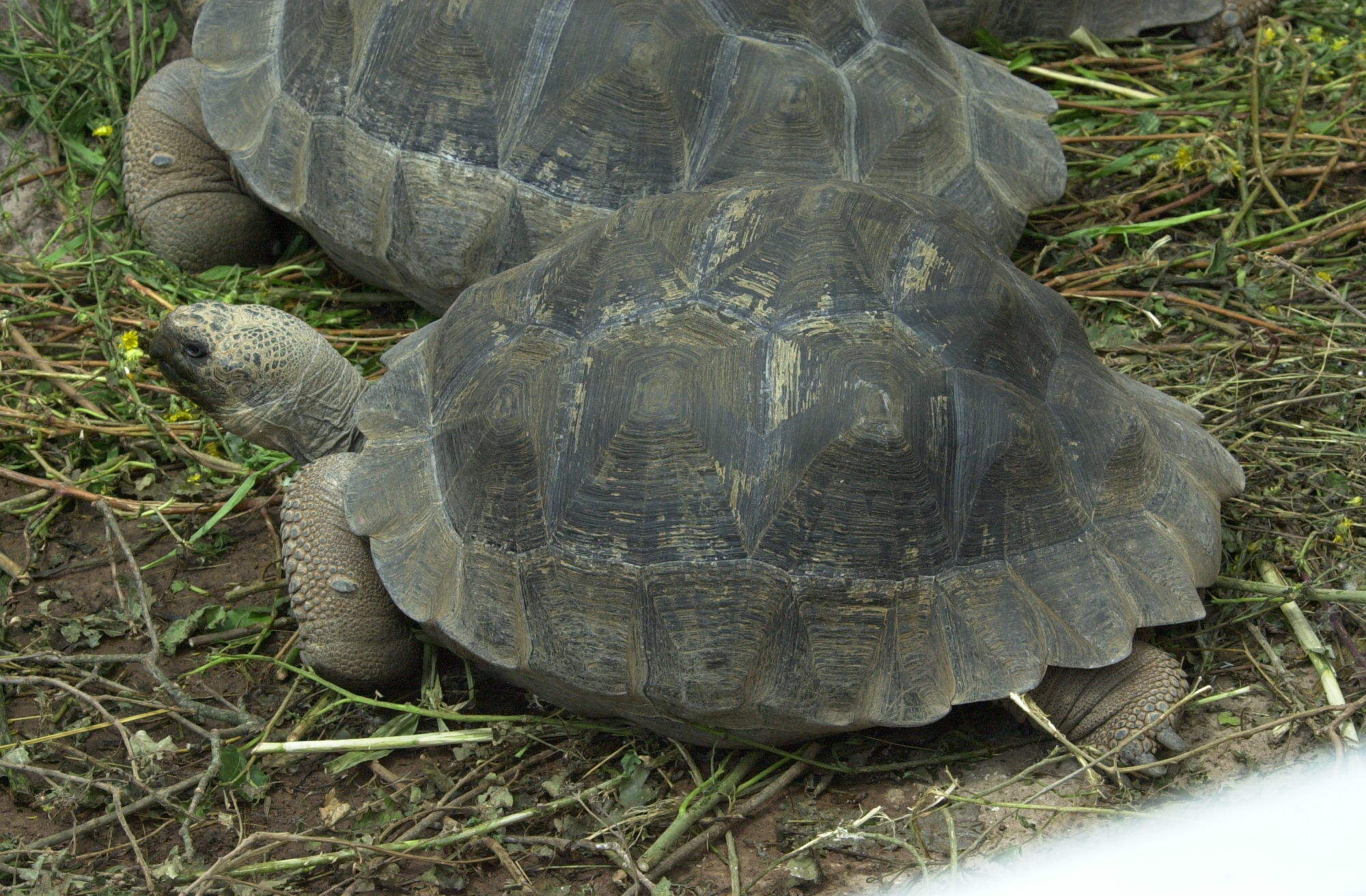 chelonoidis_nigra2md