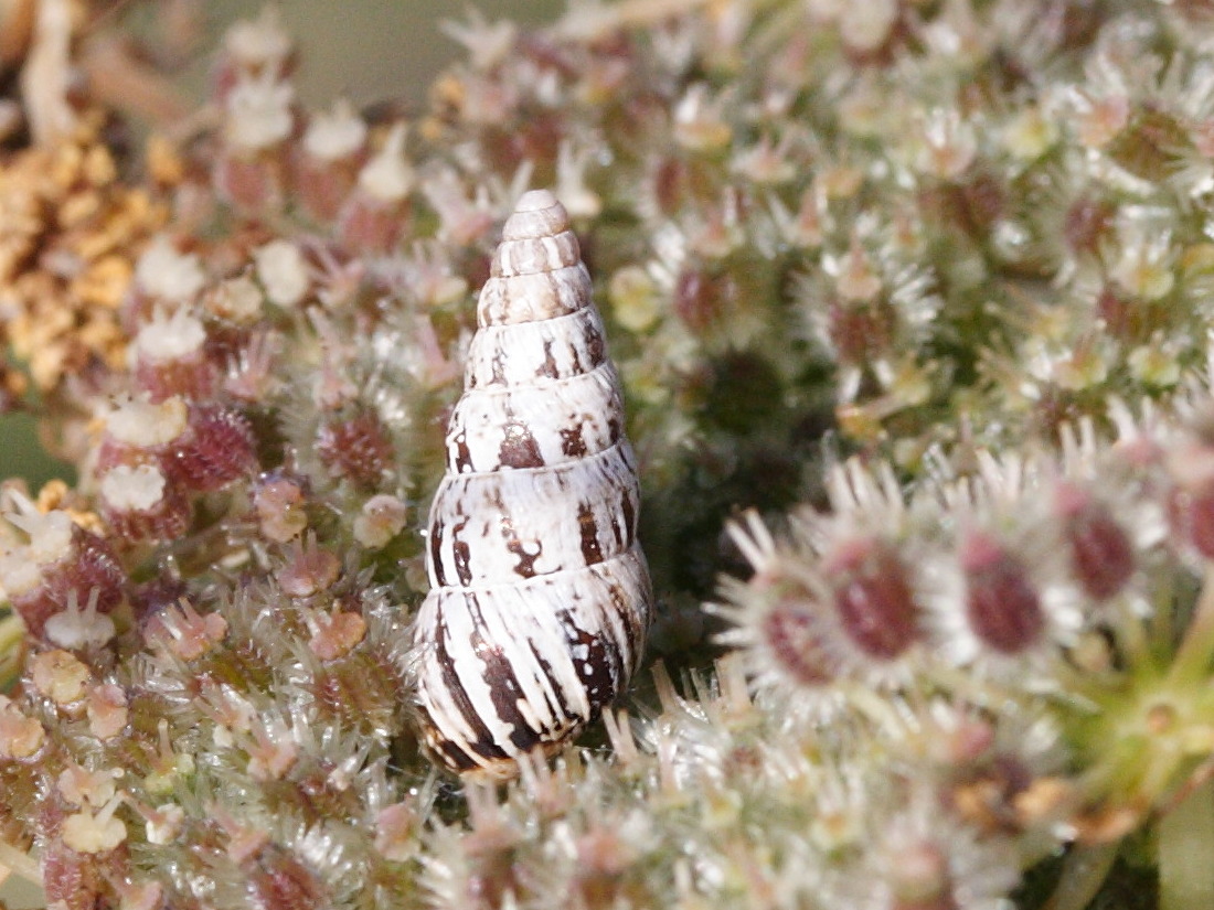 Afficher le média cochlicella_acuta3md cochlicella_acuta3md