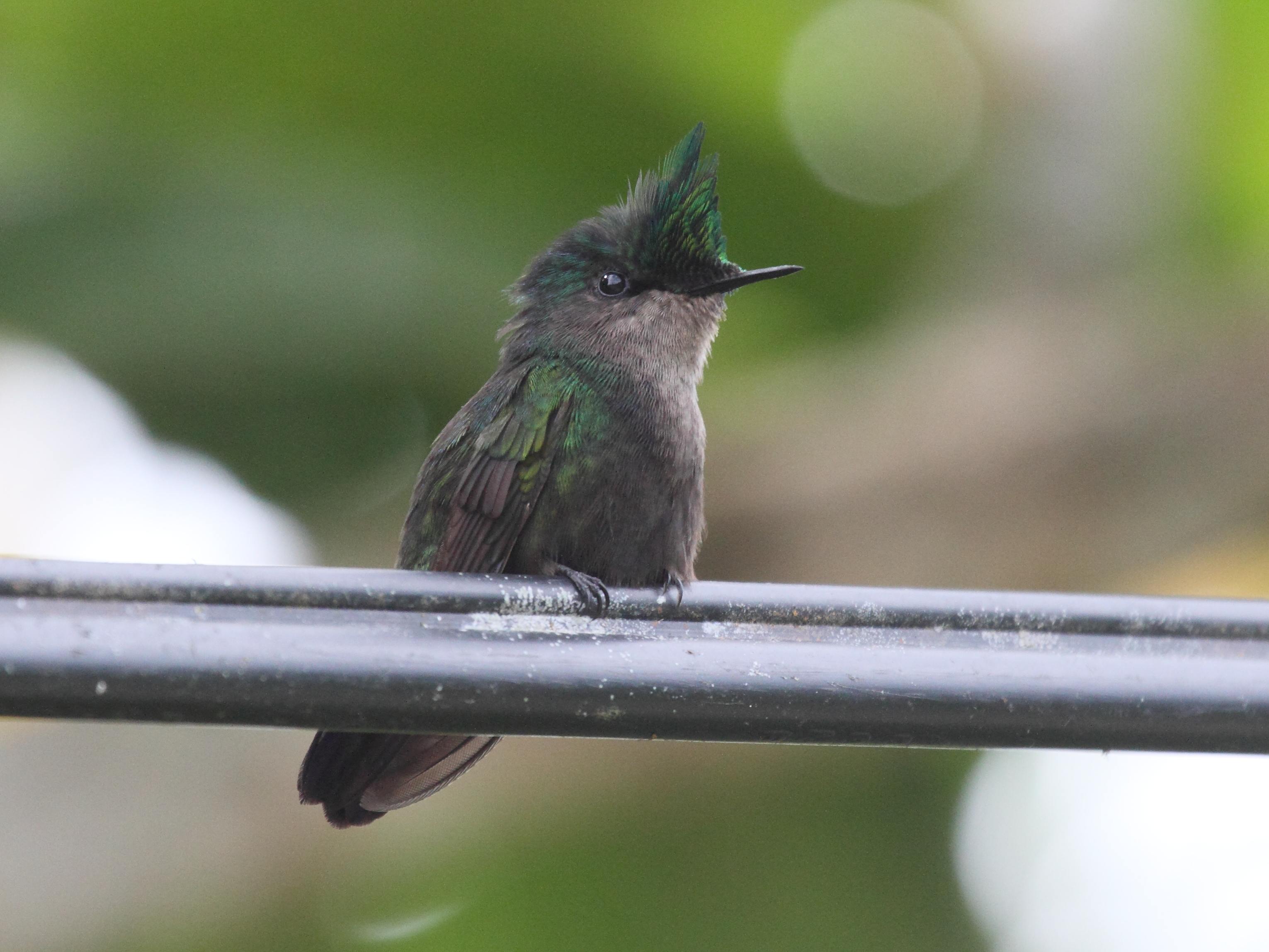 colibri_huppe_-_orthorhyncus_cristatus1bd