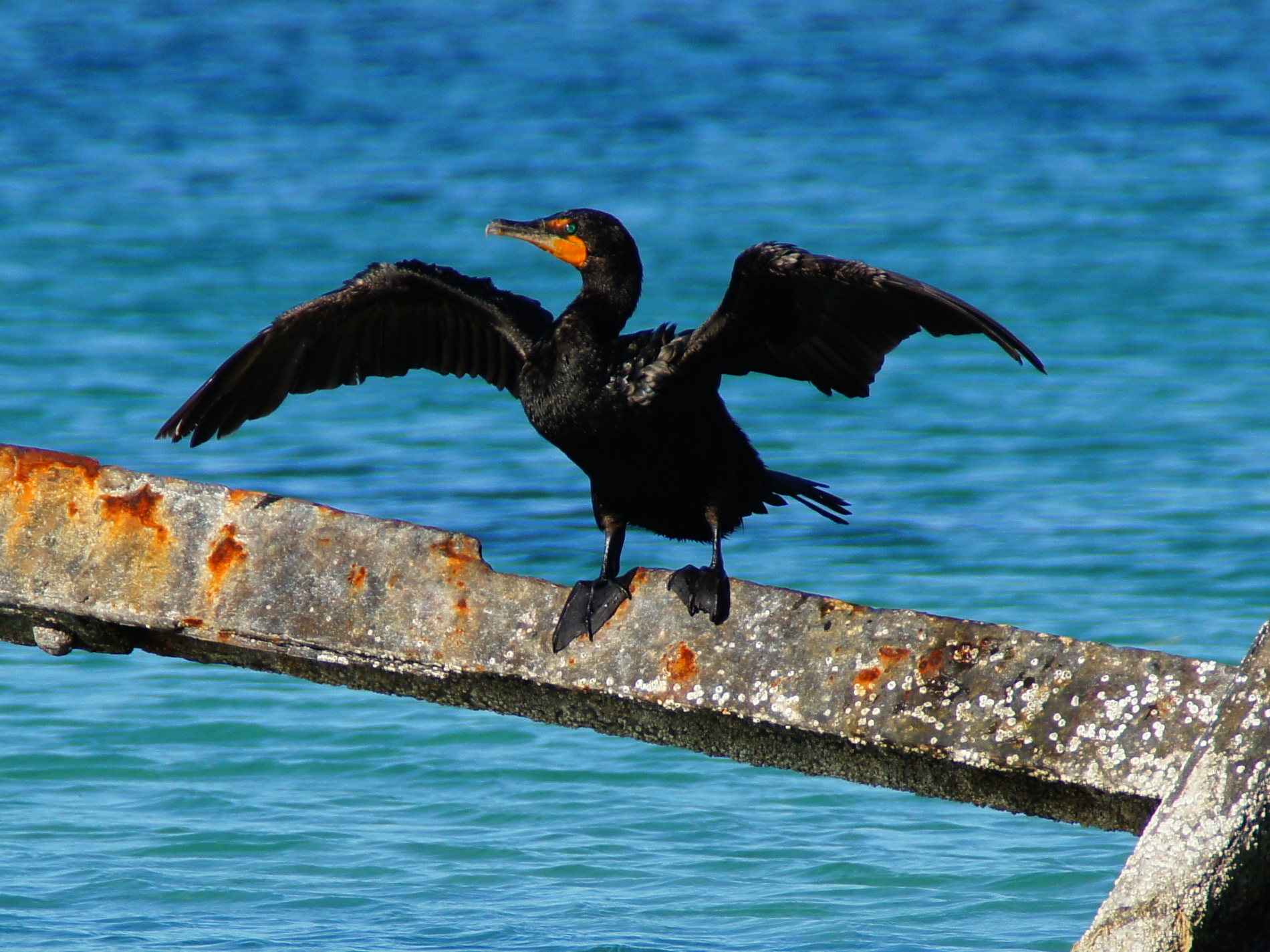 Afficher le média cormoran_a_aigrettes_-_phalacrocorax_auritus1fc cormoran_a_aigrettes_-_phalacrocorax_auritus1fc