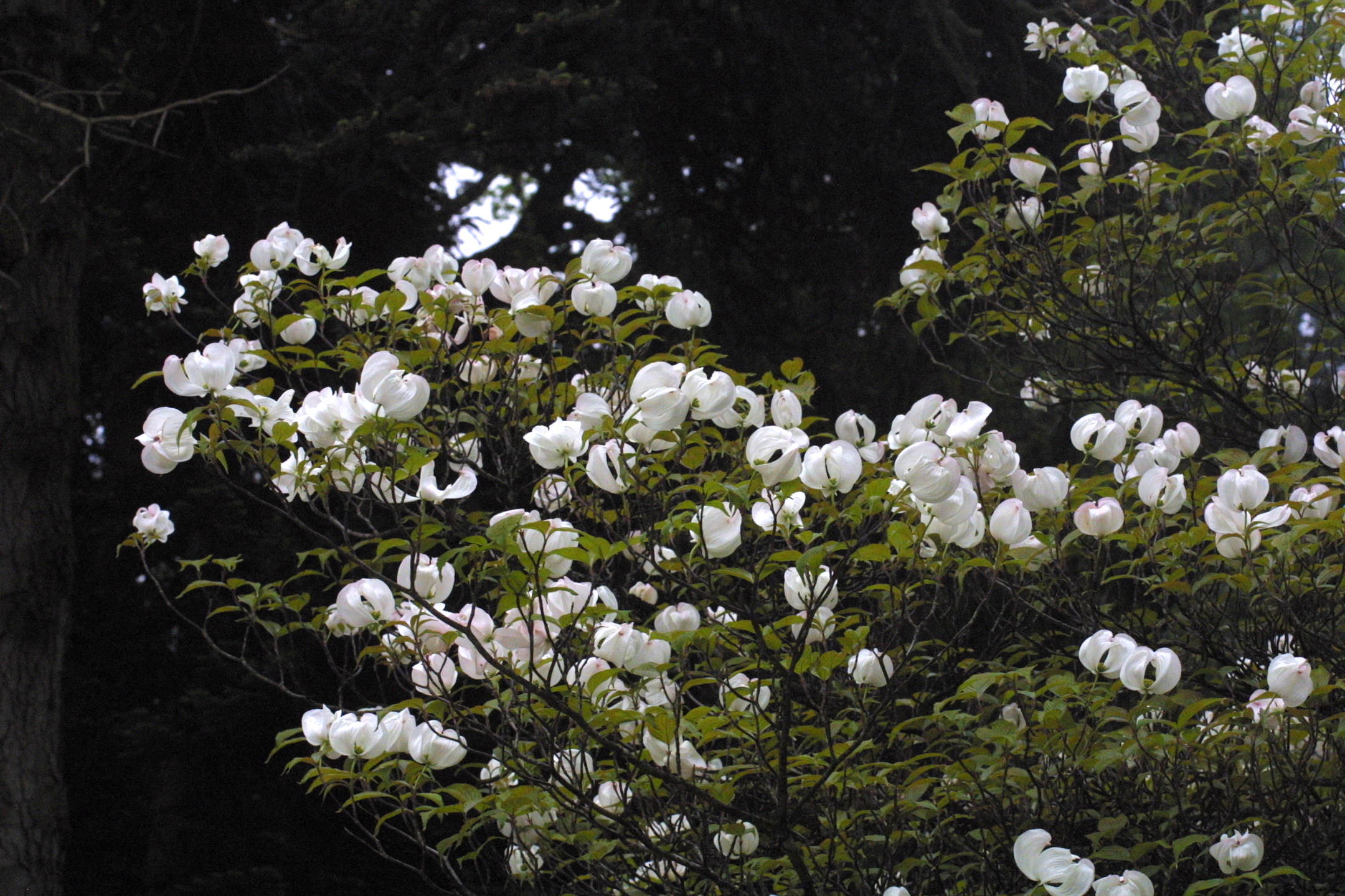 Cornus_florida