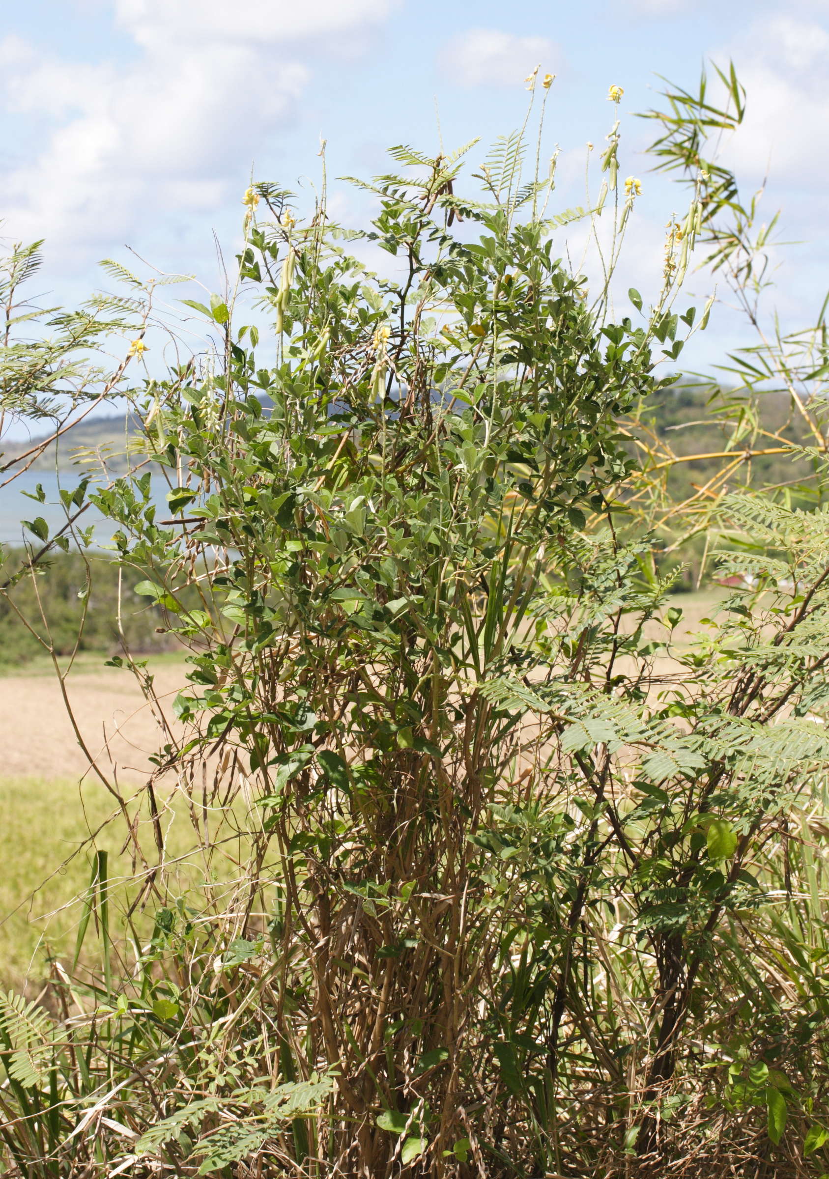 crotalaria_pallida1md
