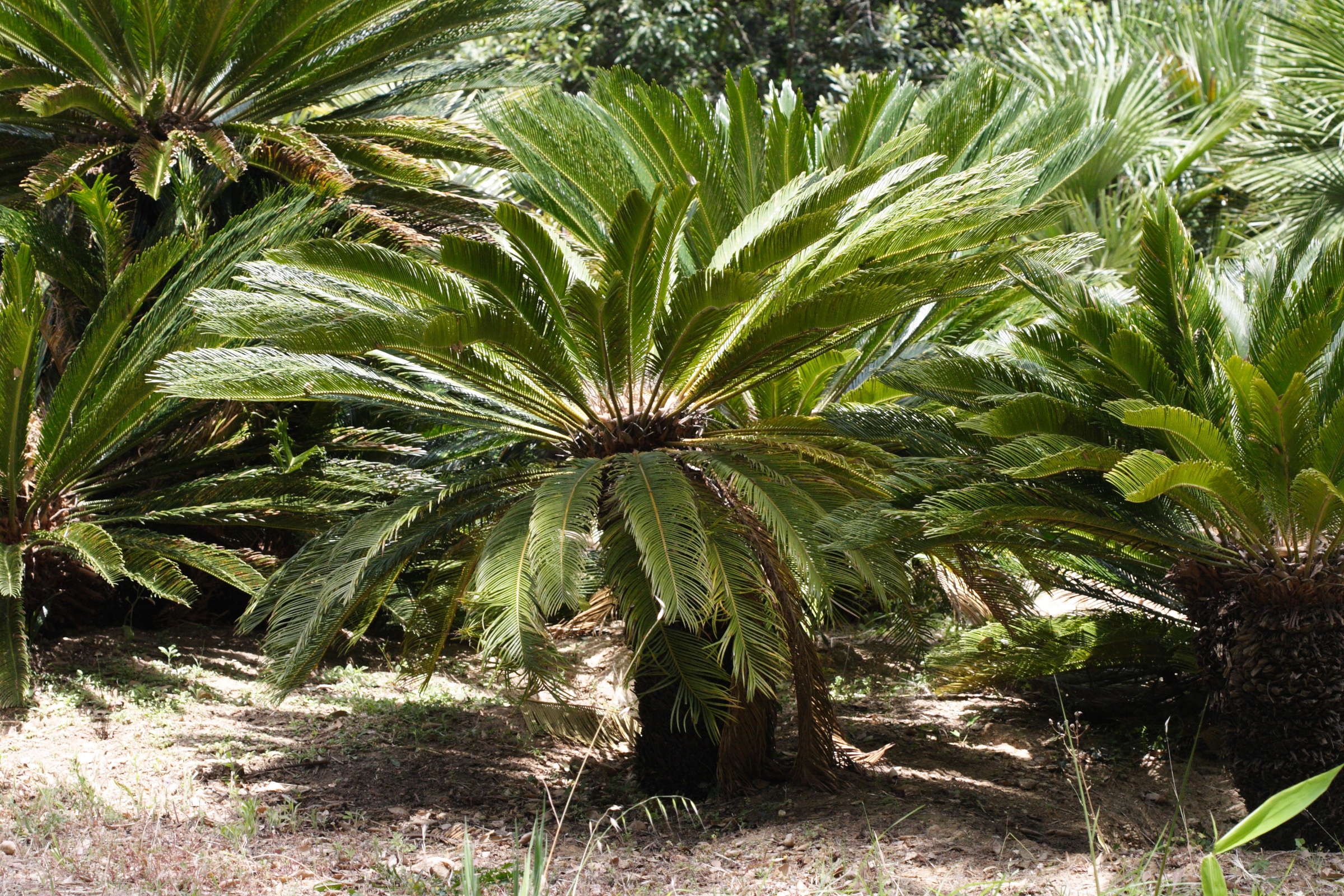 cycas_revoluta2md